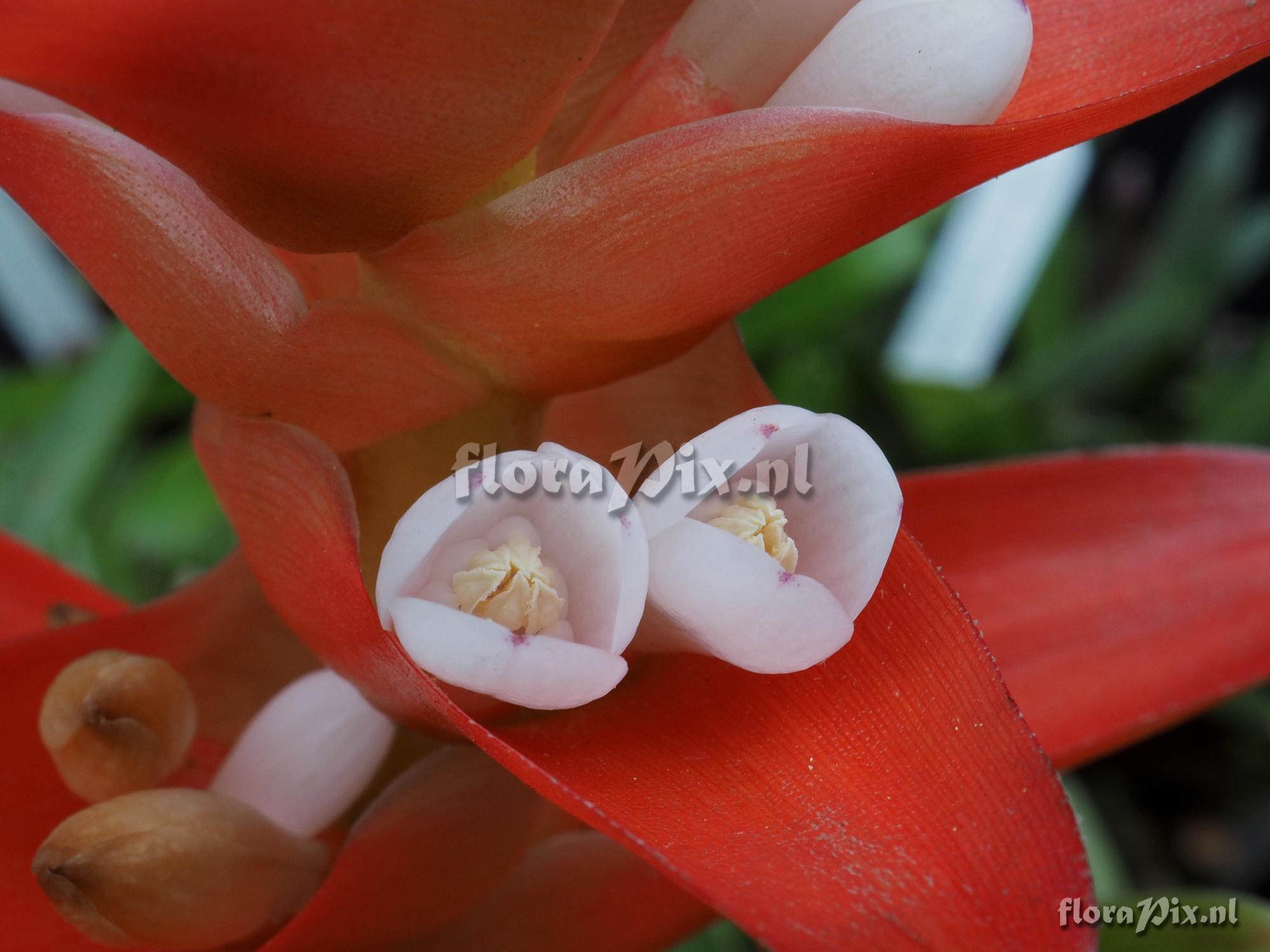 Guzmania mosquerae