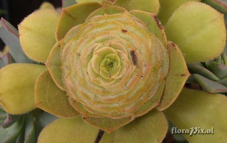 Aeonium arboreum (fm. manriequorum)