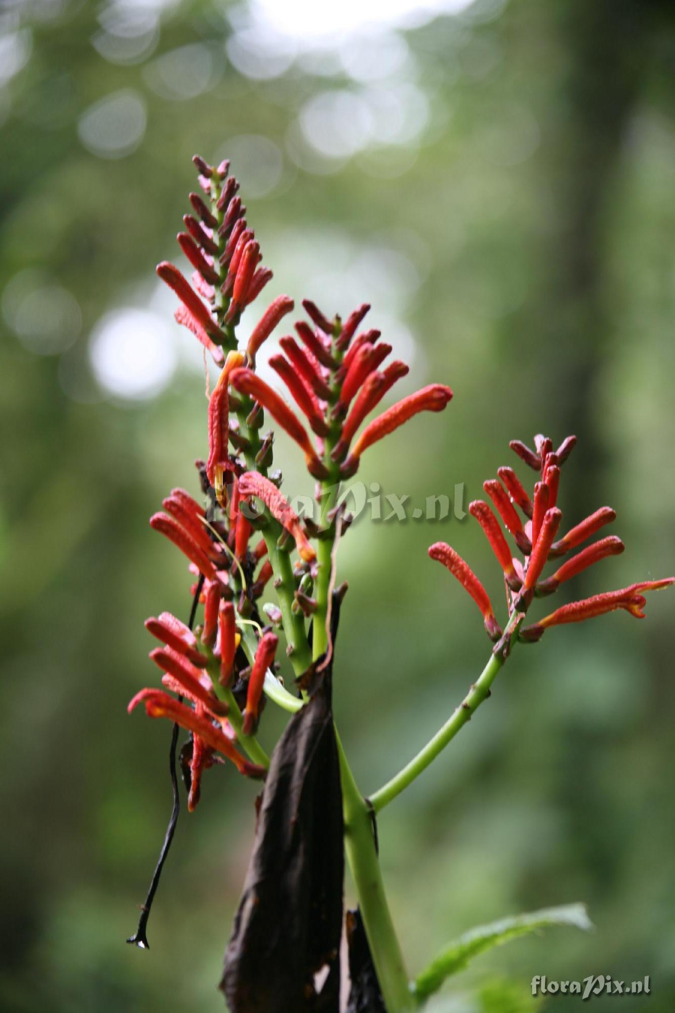 Acanthaceae