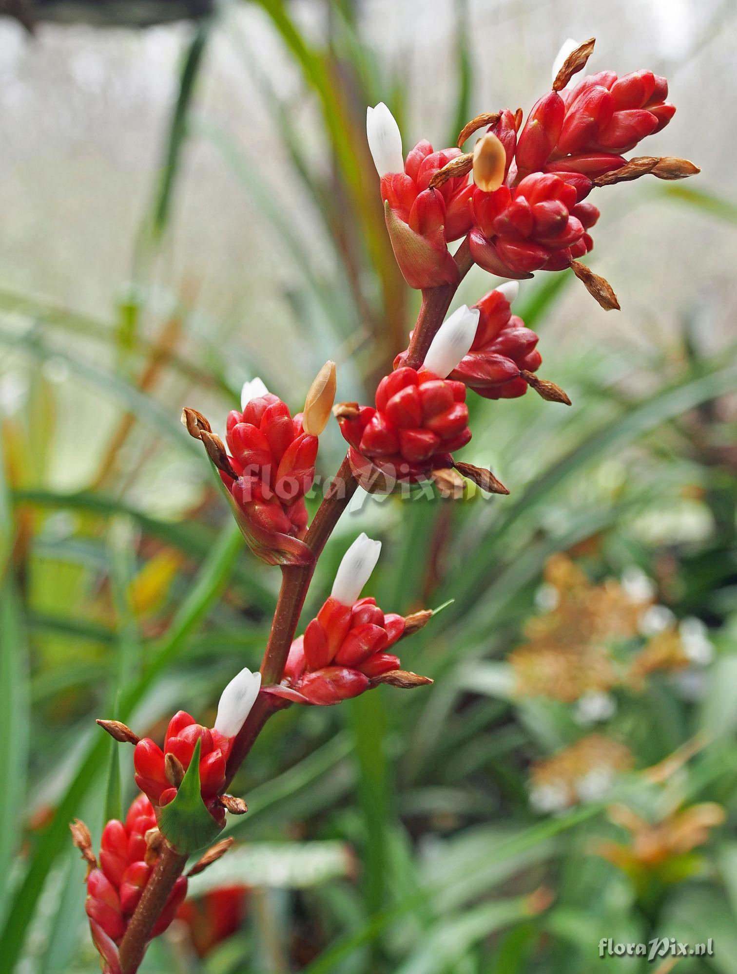 Guzmania acorifolia