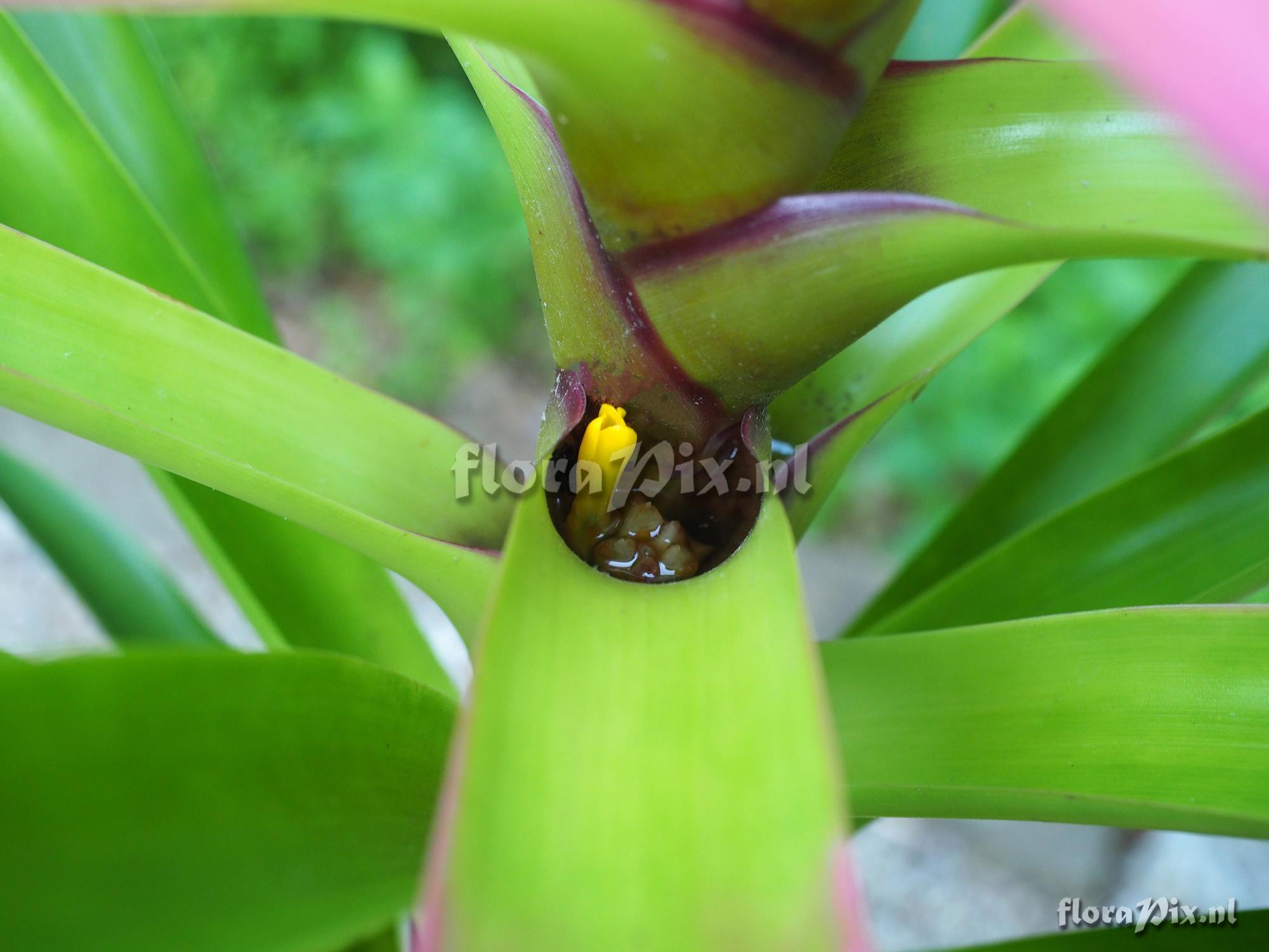 Guzmania kareniae