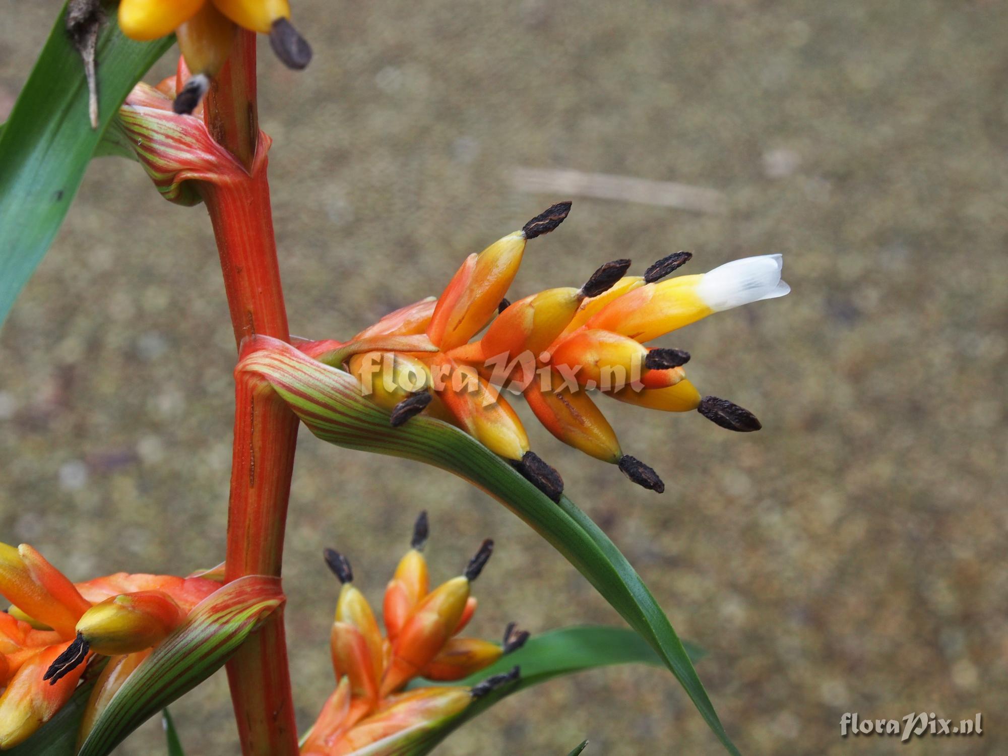 Guzmania multiflora