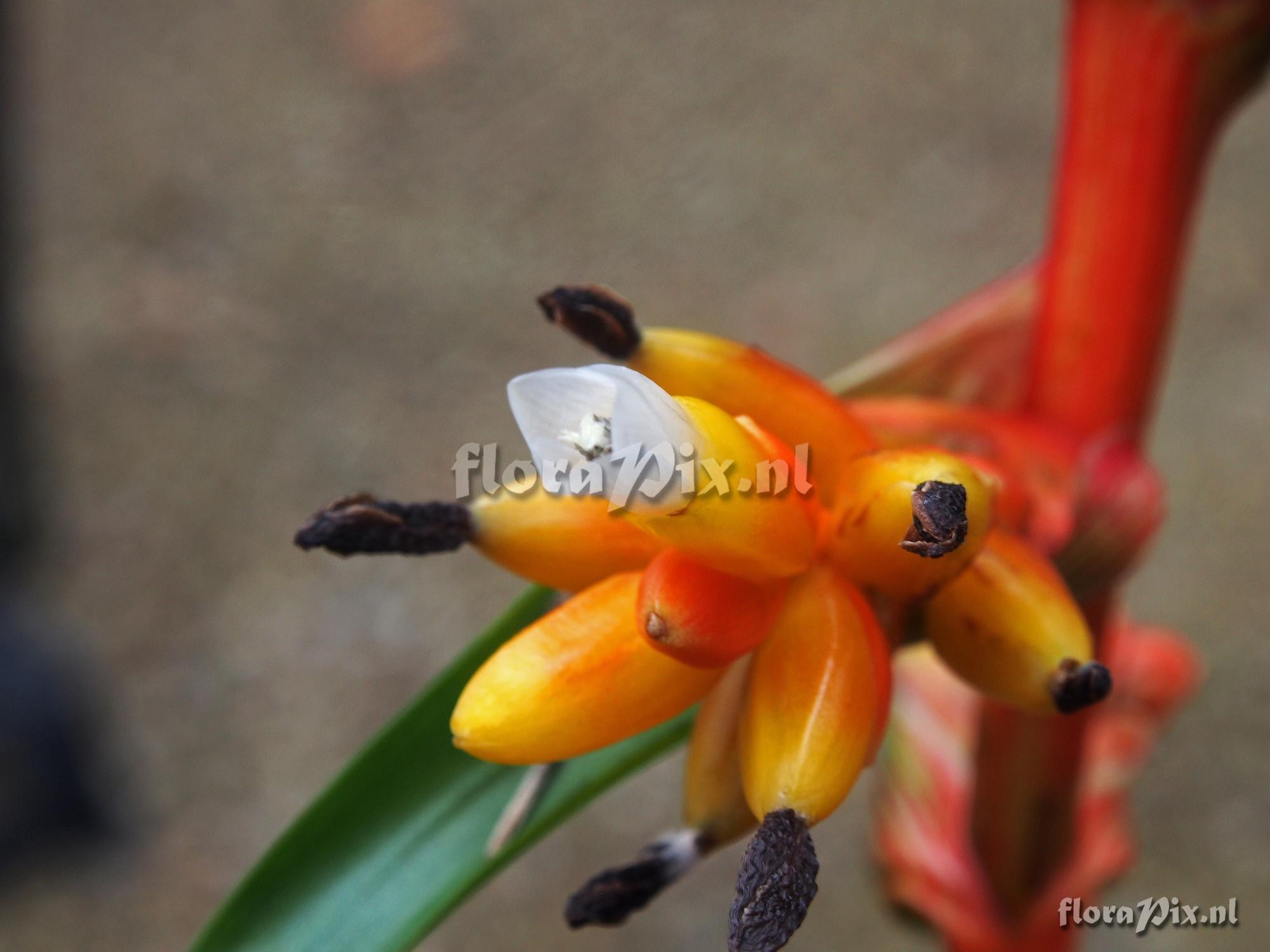 Guzmania multiflora