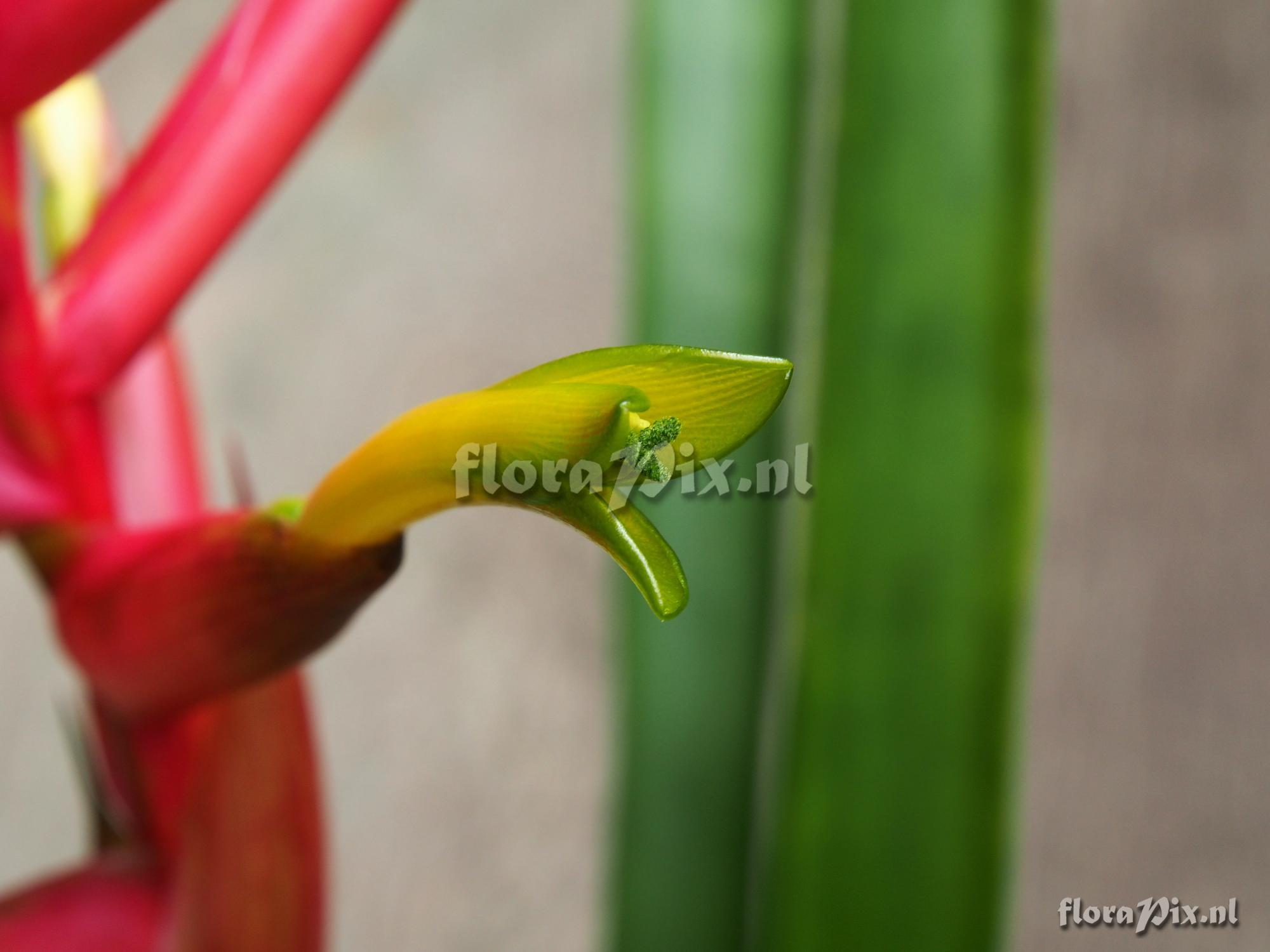 Guzmania rosea