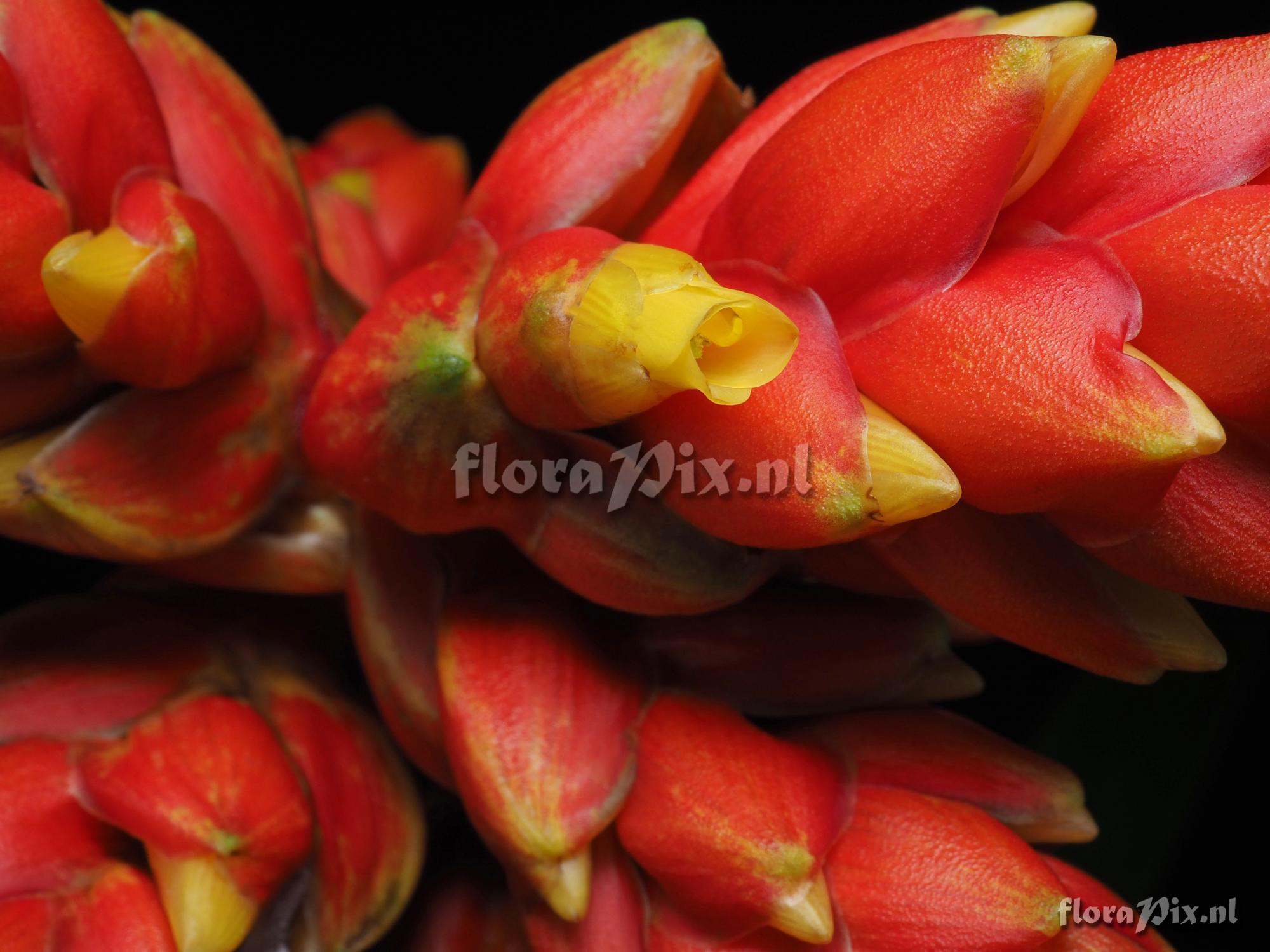 Guzmania rubrolutea