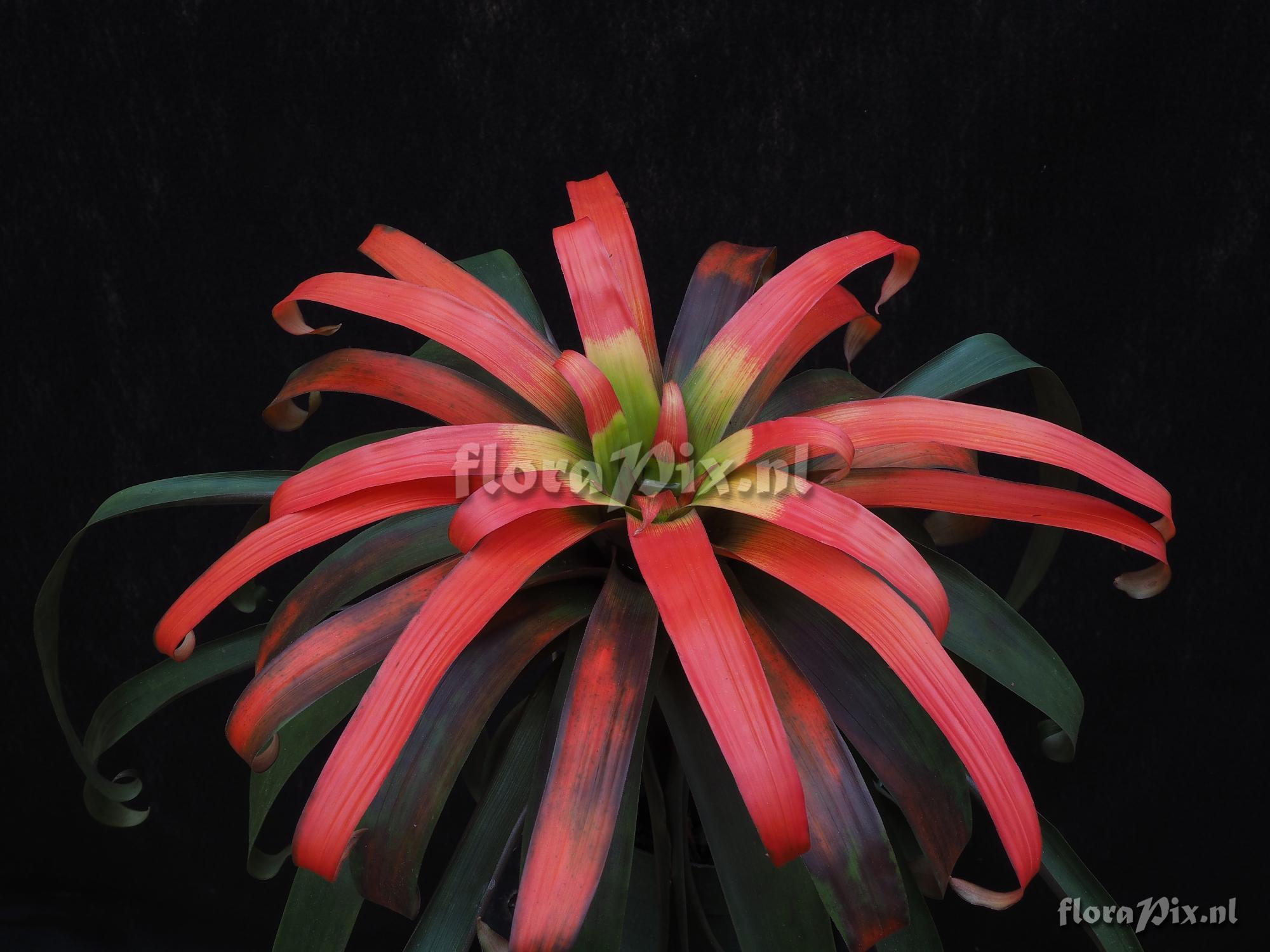 Guzmania sanguinea var. brevipedicellata