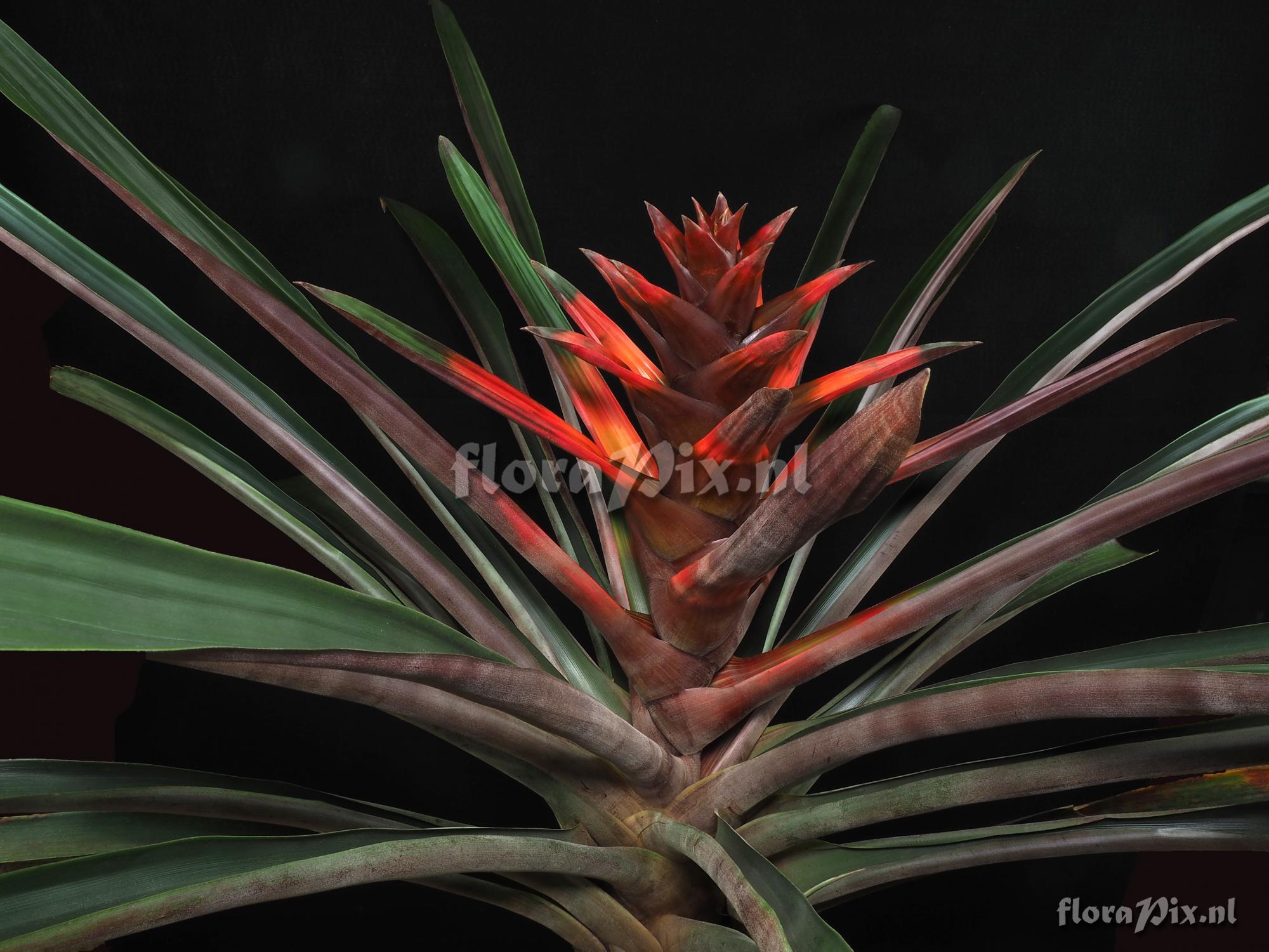 Guzmania squarrosa