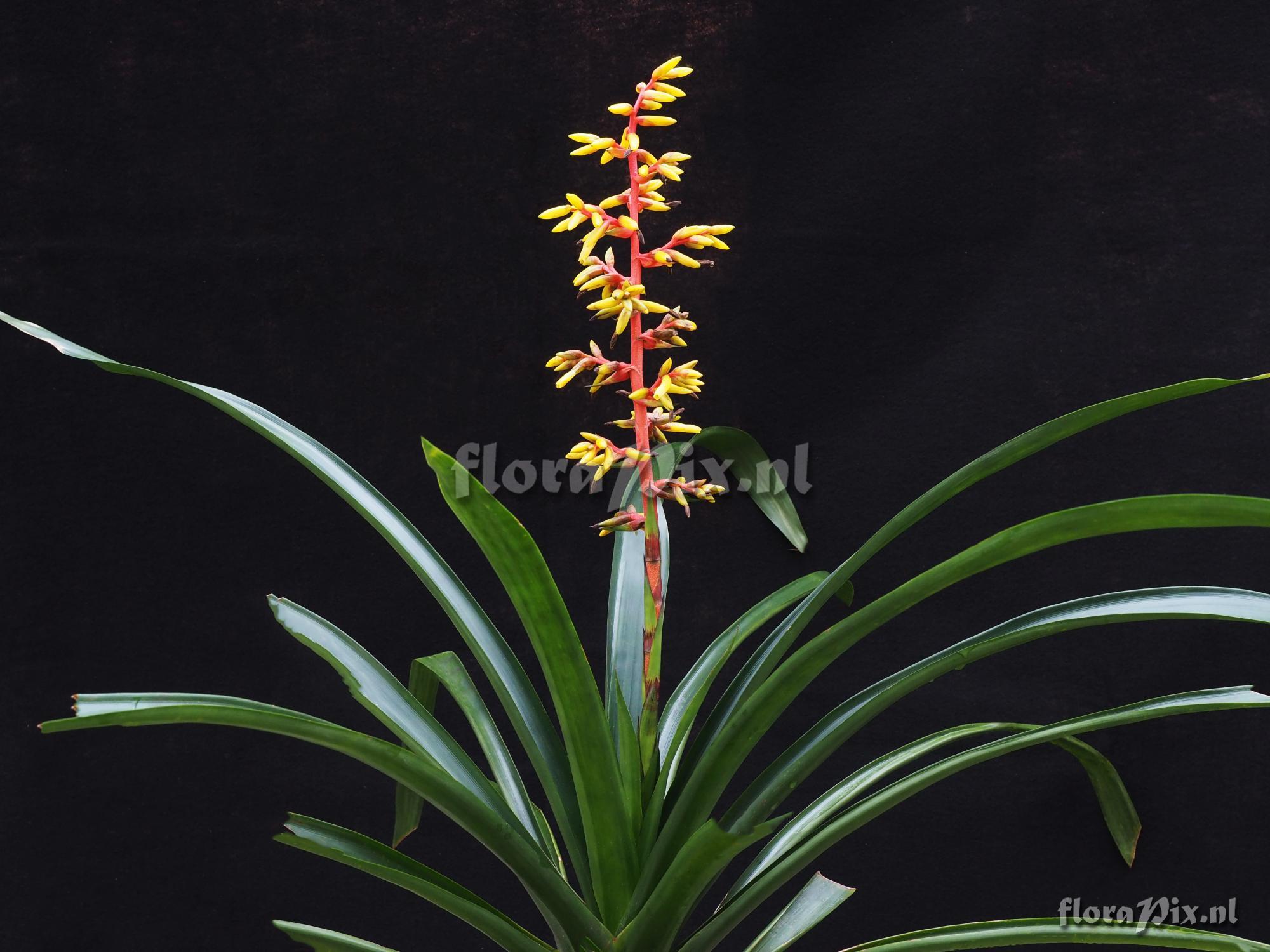 Guzmania testudinis