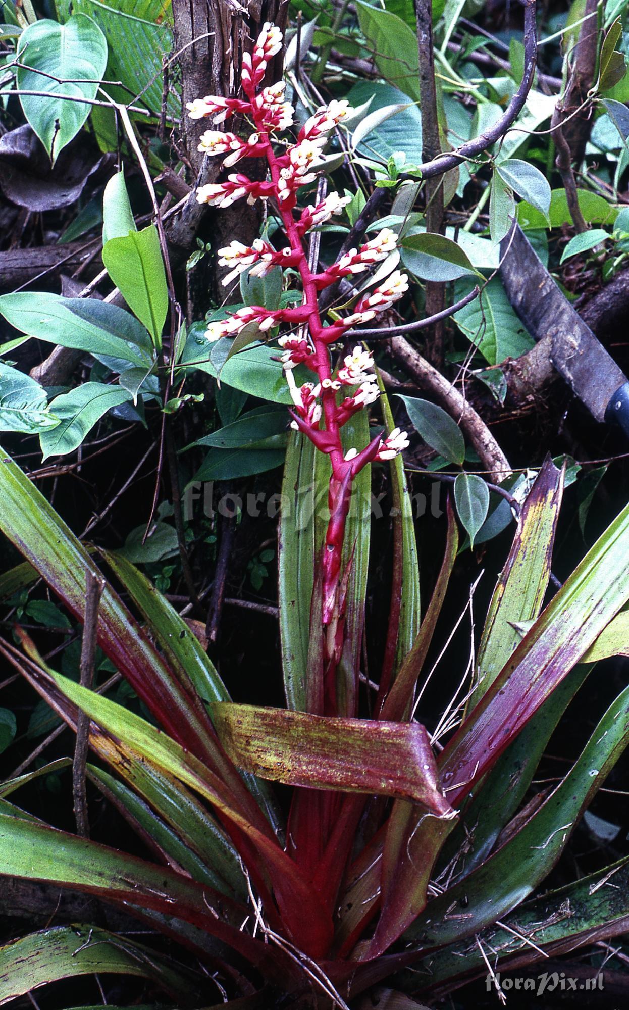 Guzmania testudinis var. splendida