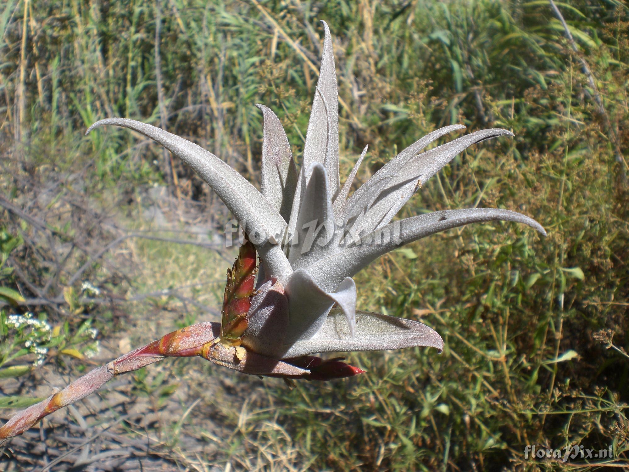 Tillandsia latifolia