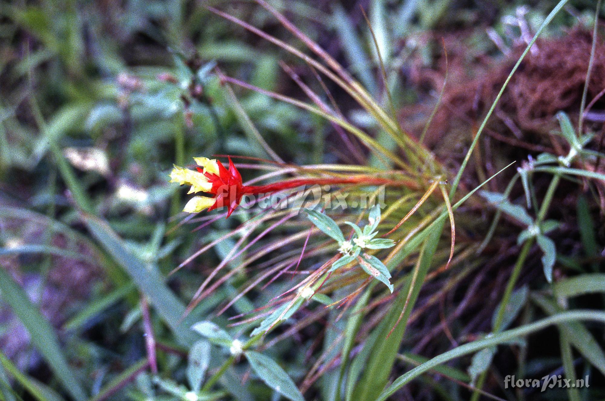 Guzmania graminifolia