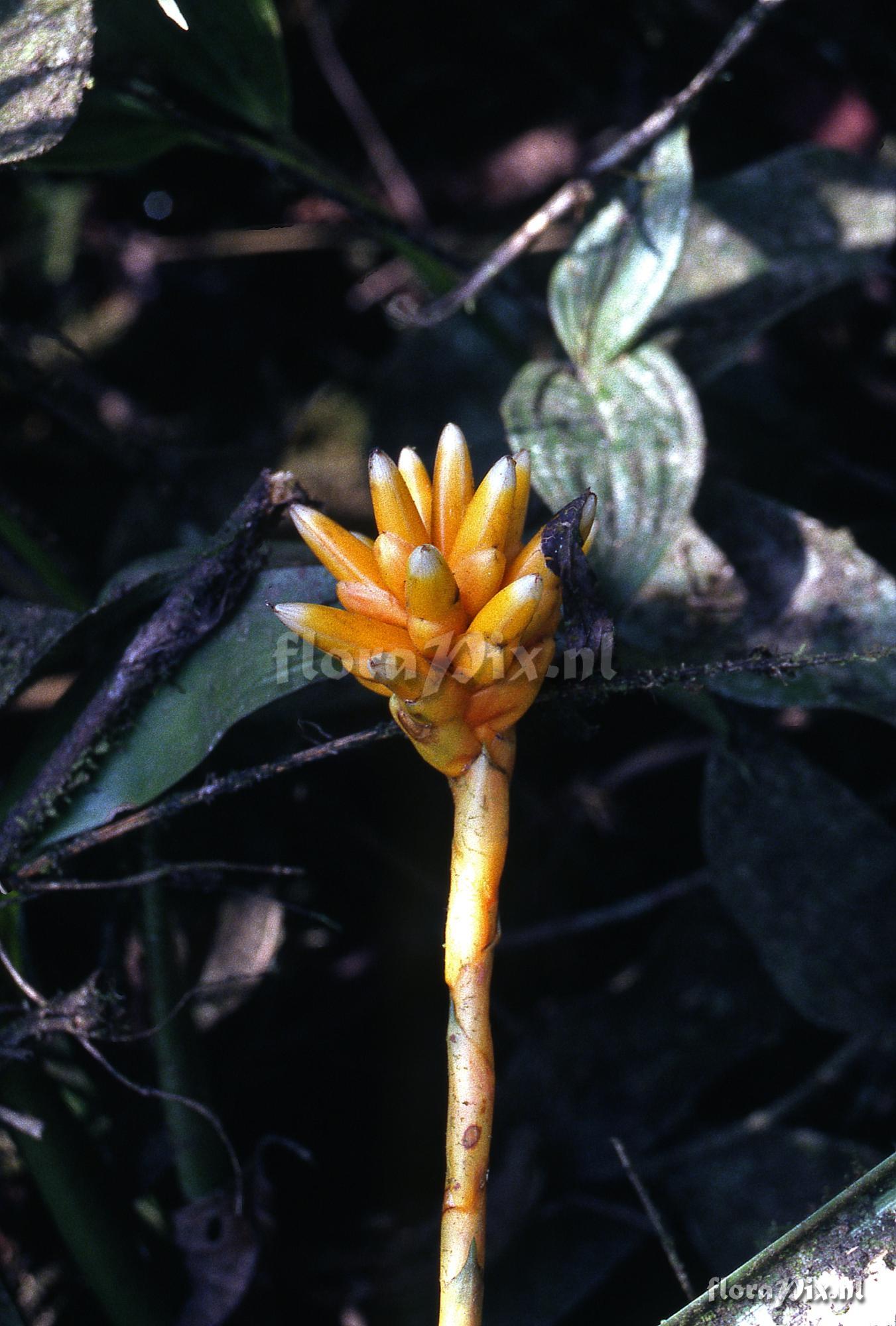 Guzmania musaica var. concolor