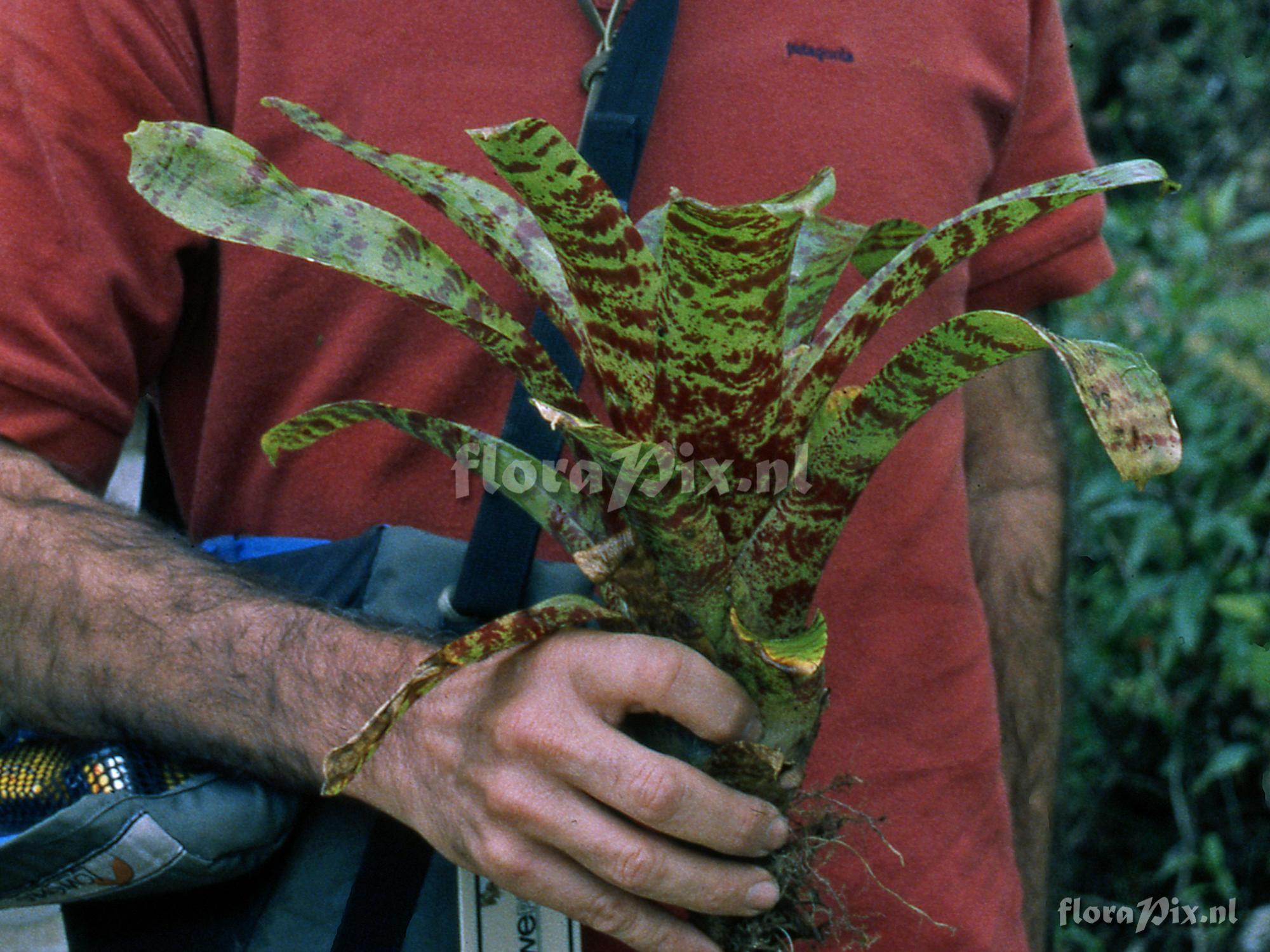 Guzmania danielii