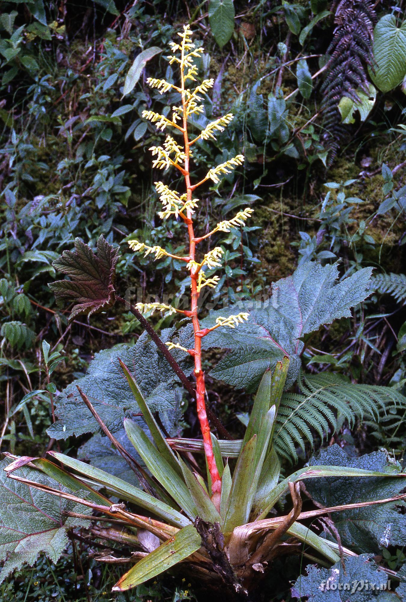 Guzmania diffusa