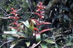 Guzmania variegata