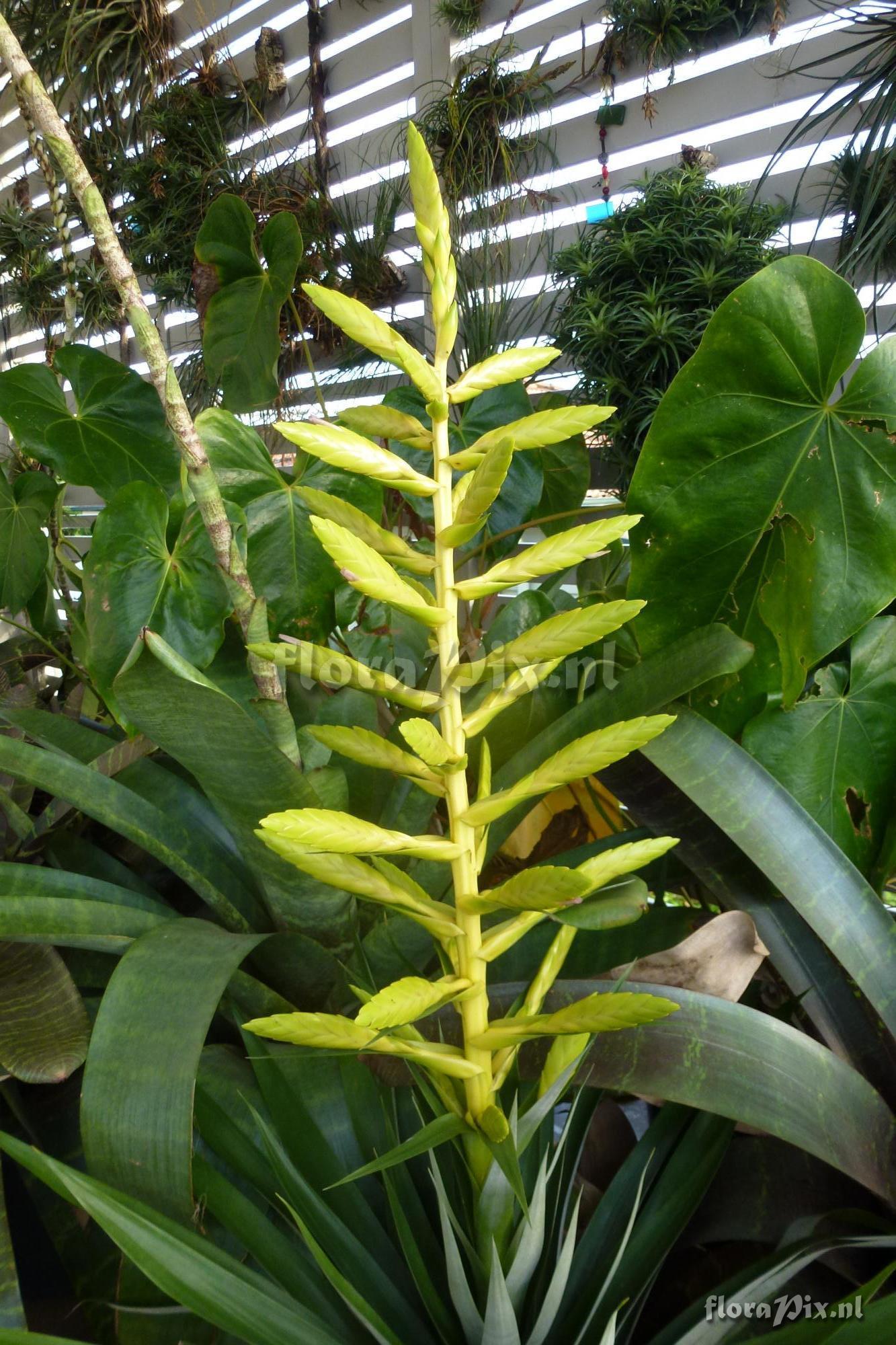 Tillandsia oerstediana