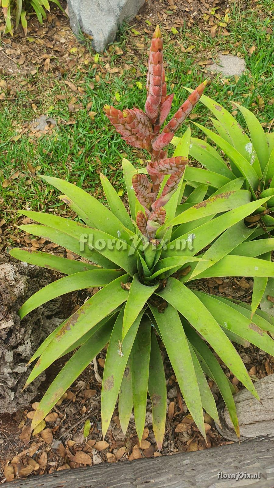 Tillandsia spec.