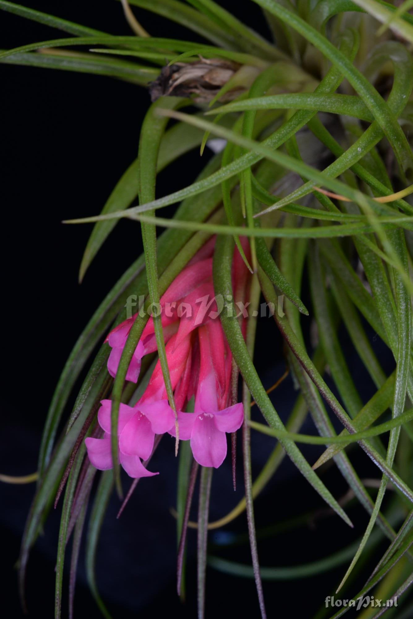 Tillandsia globosa