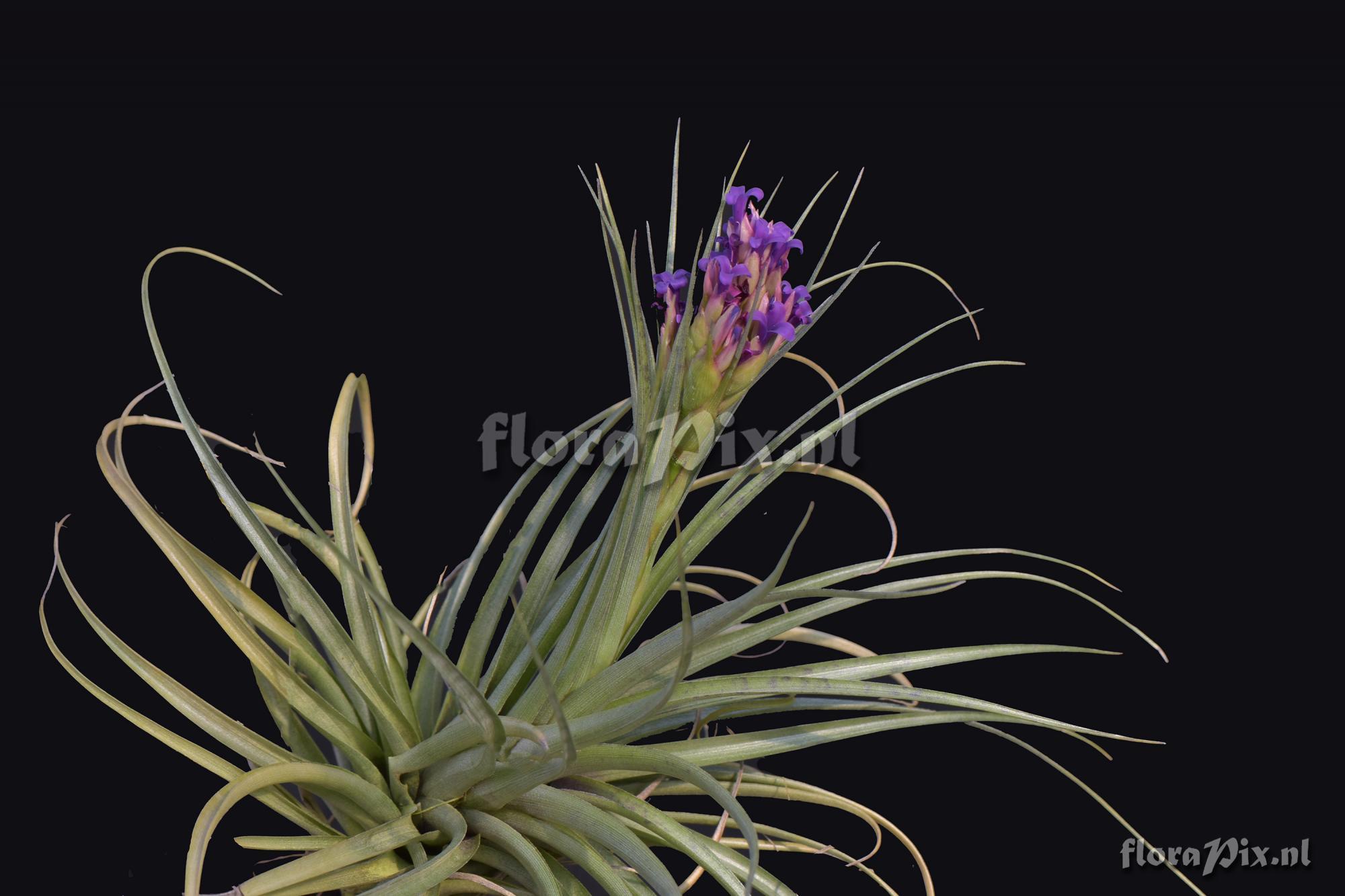 Tillandsia ?