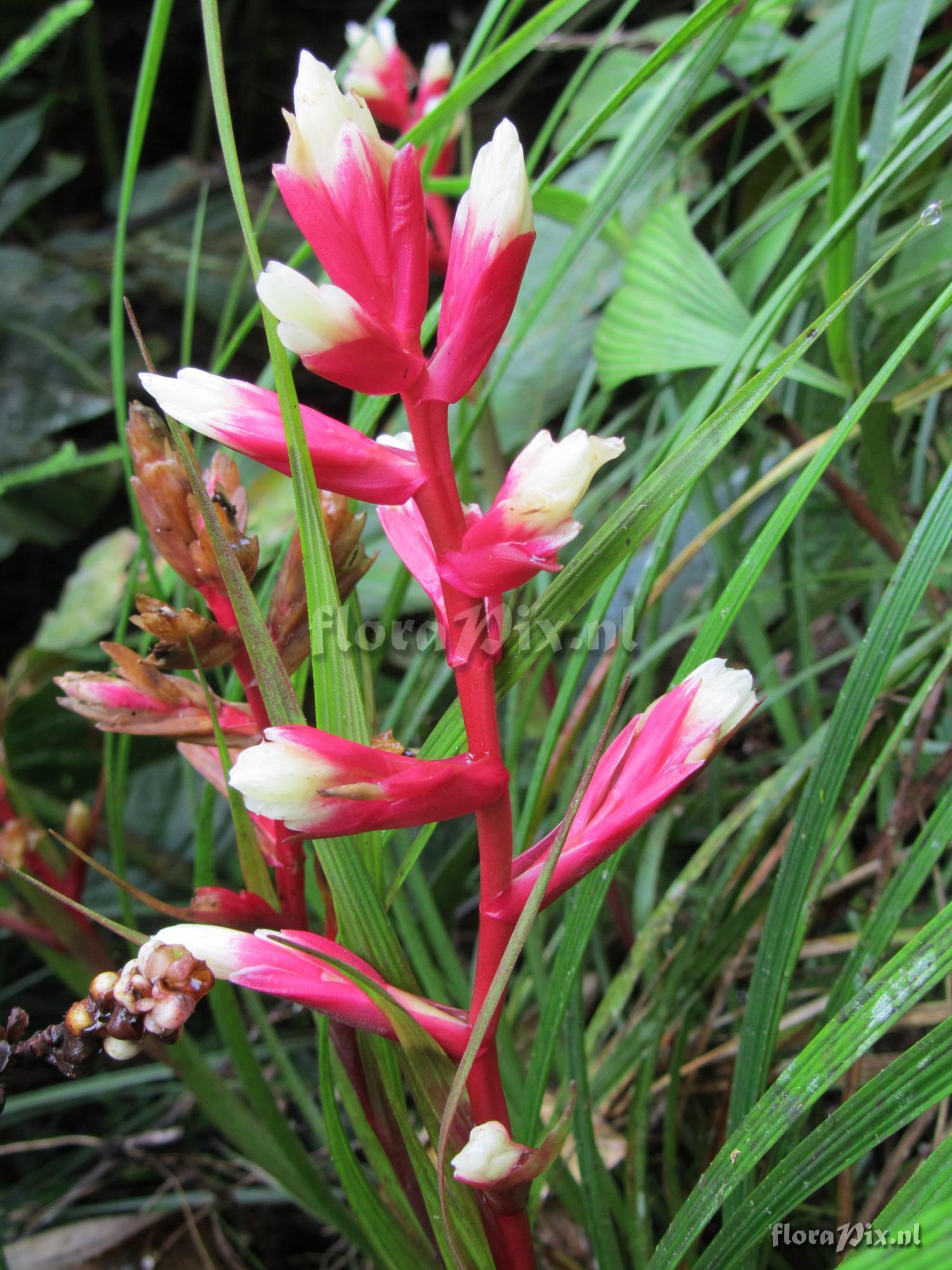 Guzmania calamifolia var. rosacea