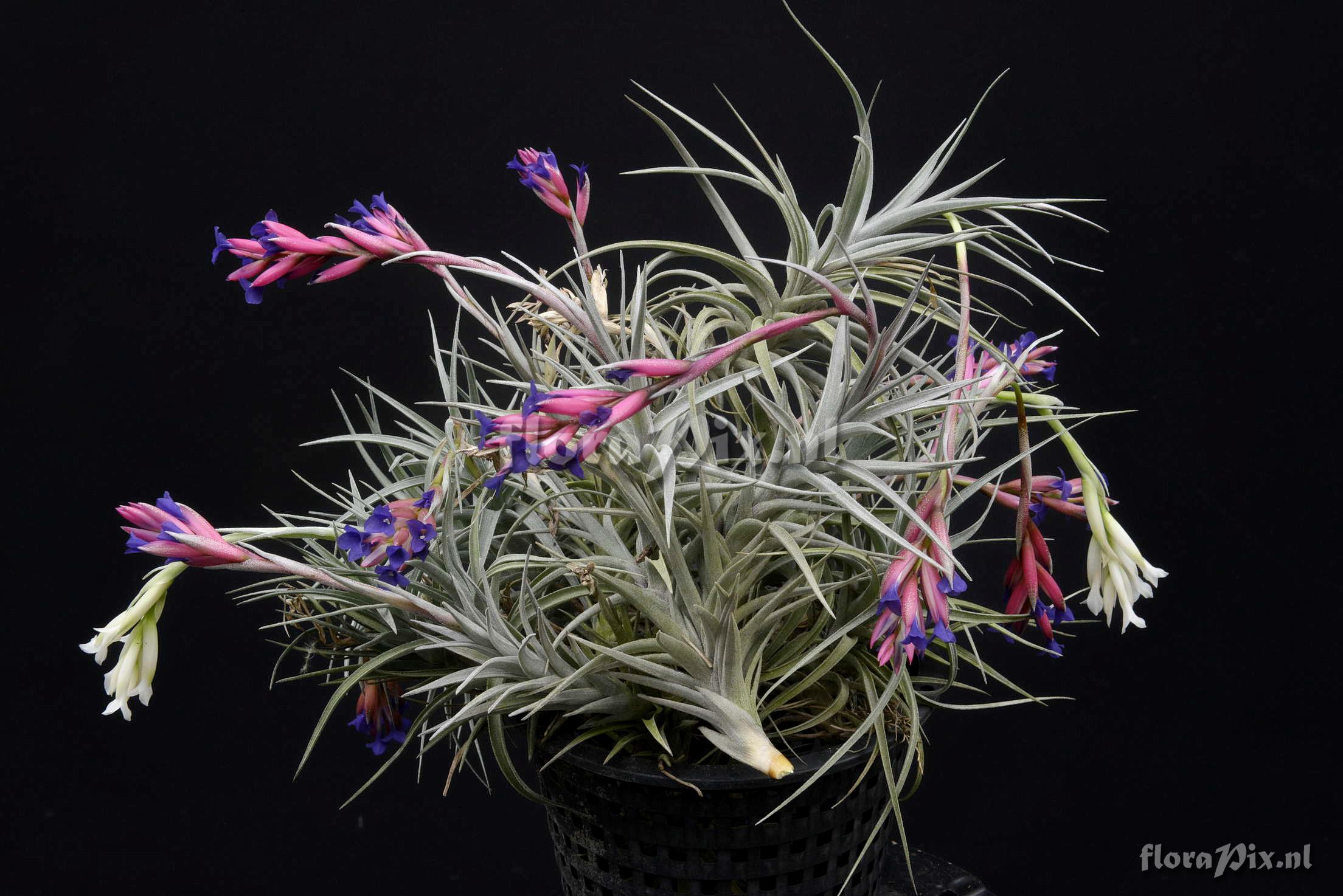 Tillandsia aeranthos