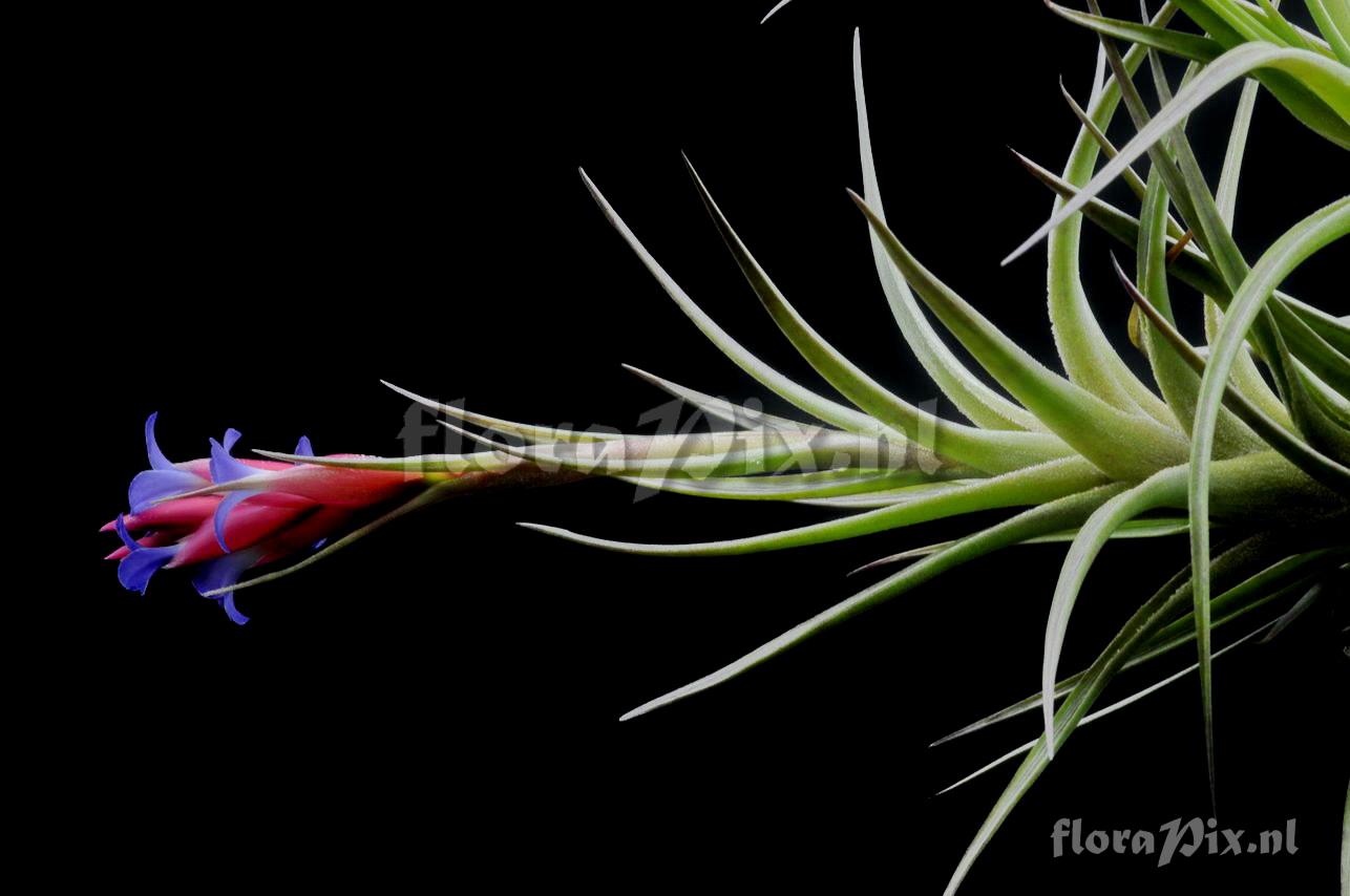 Tillandsia aeranthos var. aemula