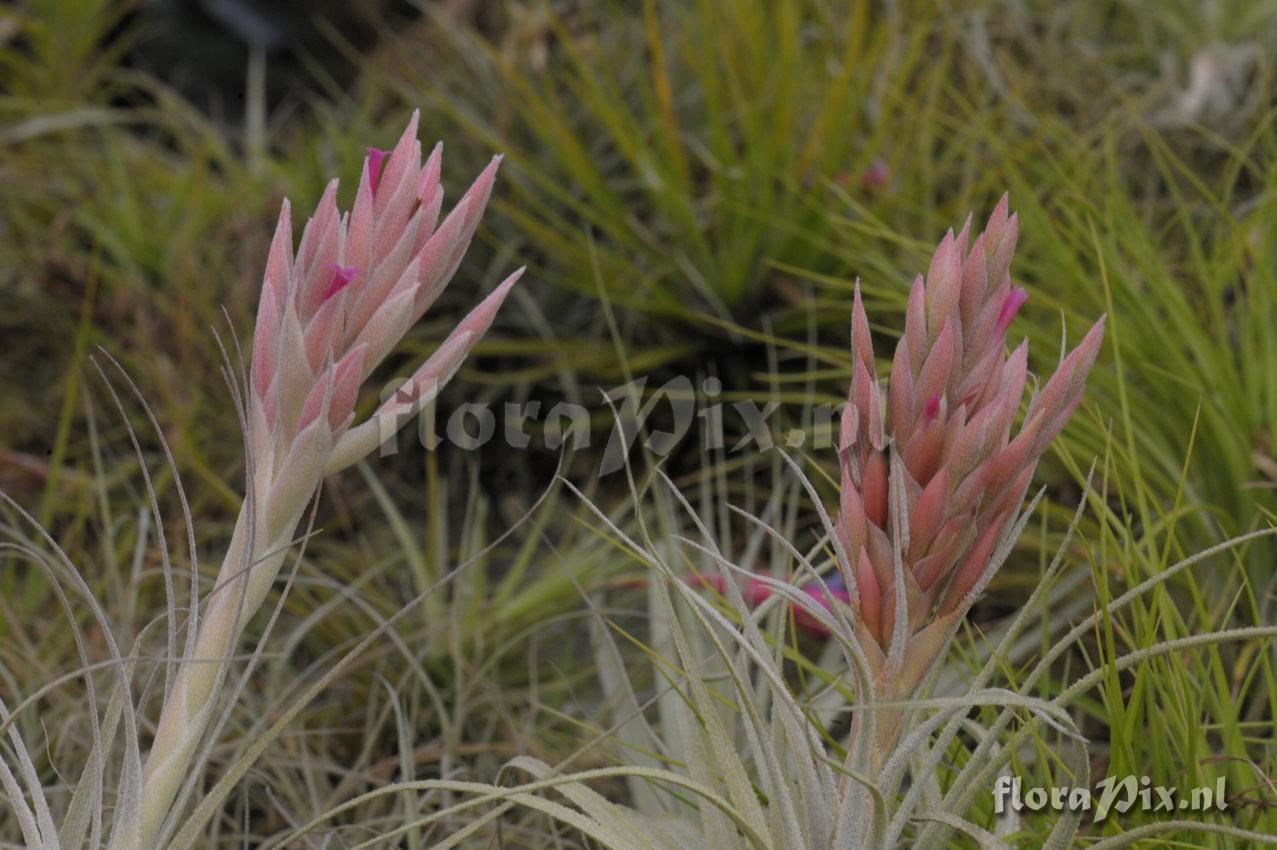 Tillandsia chapeuensis