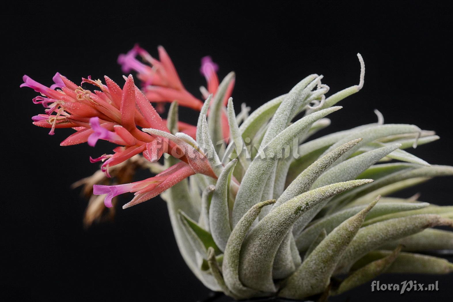 Tillandsia brachyphylla