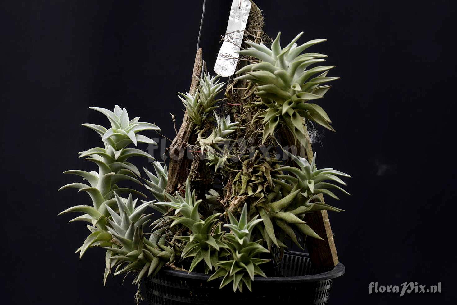 Tillandsia edithae var. araucariifolia