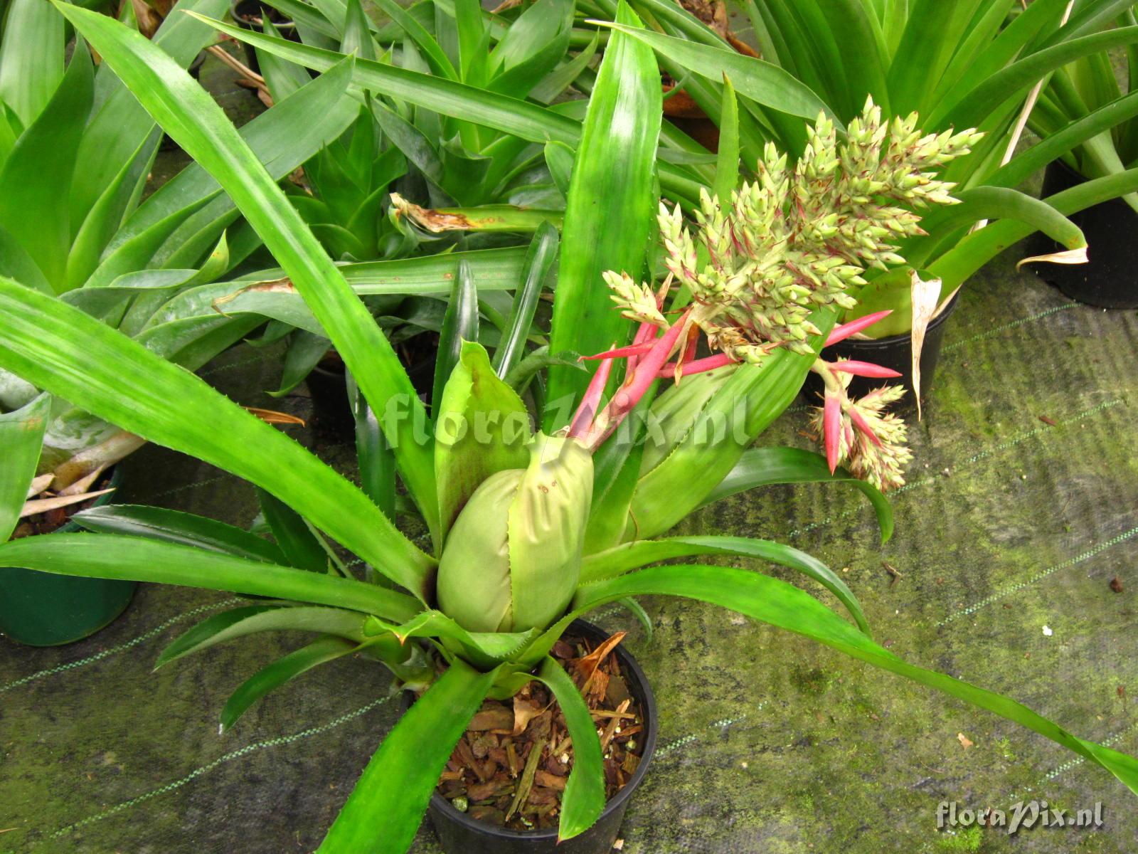 Aechmea brassicoides