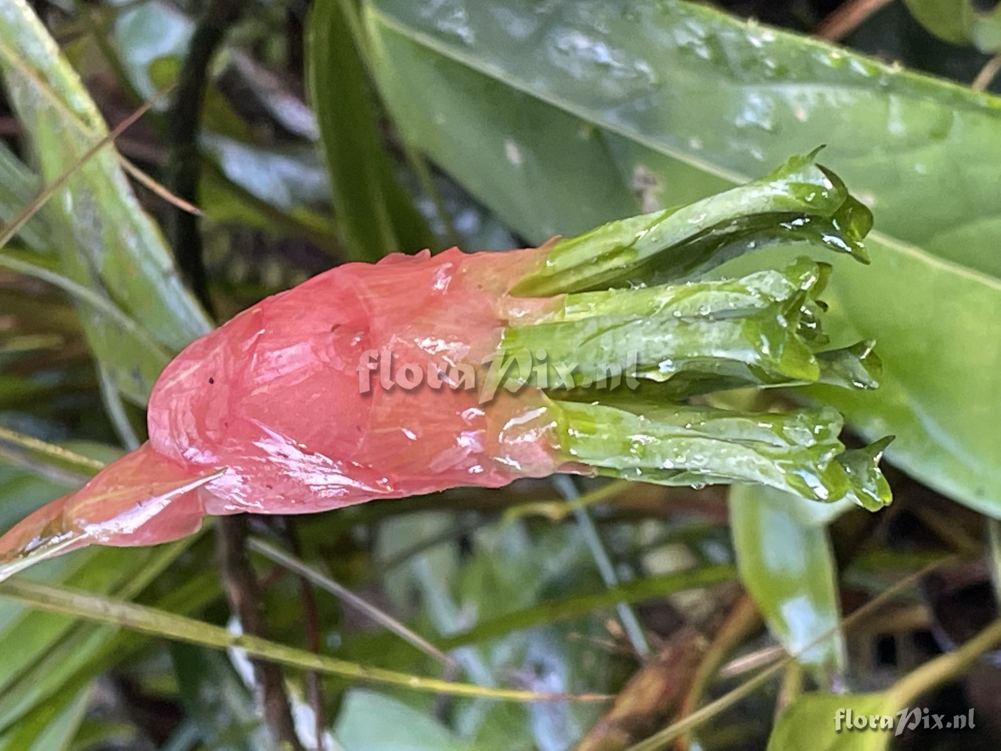 Guzmania sneidernii