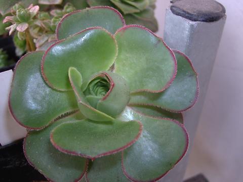 Aeonium 