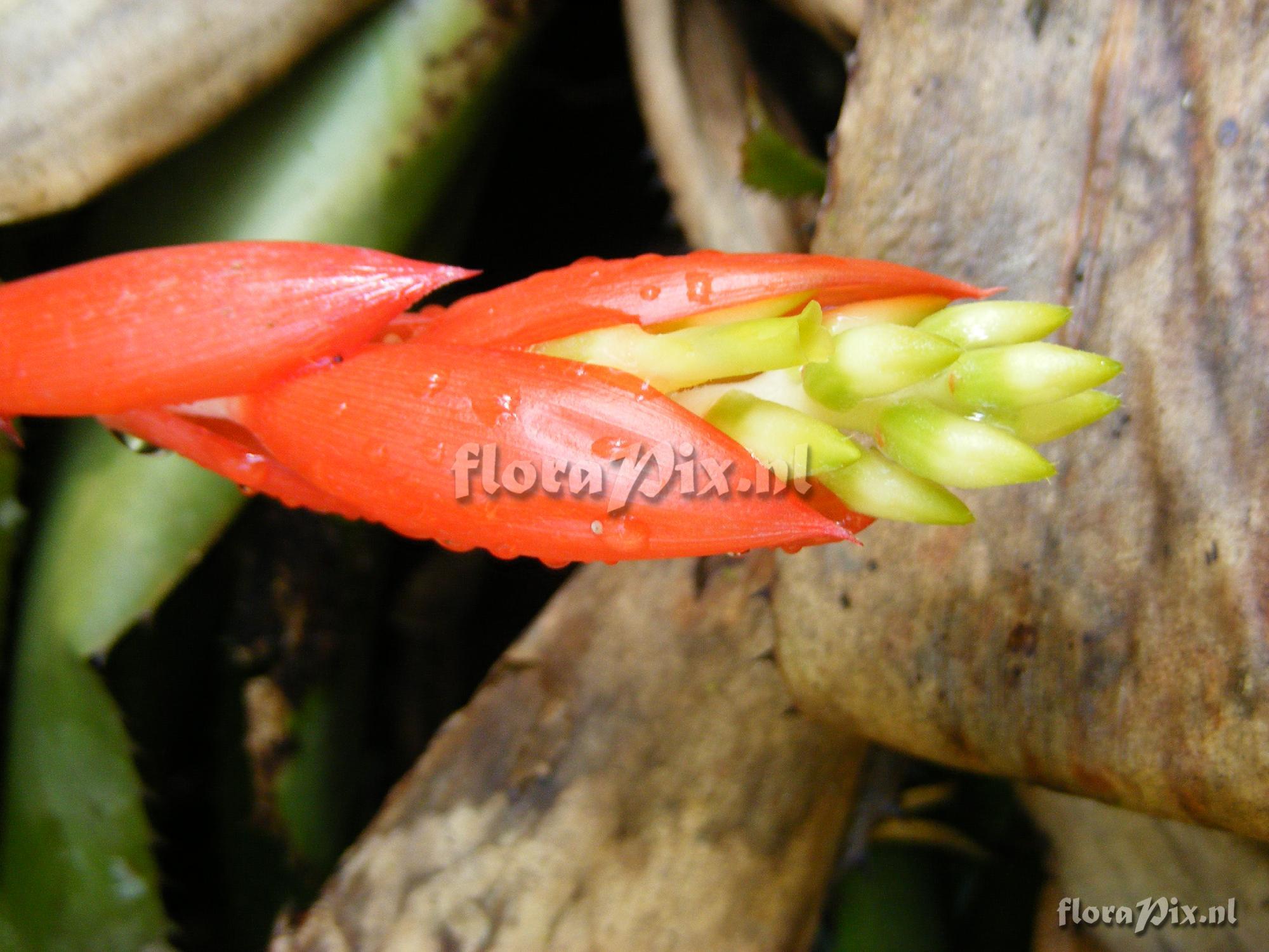 Aechmea nudicaulis