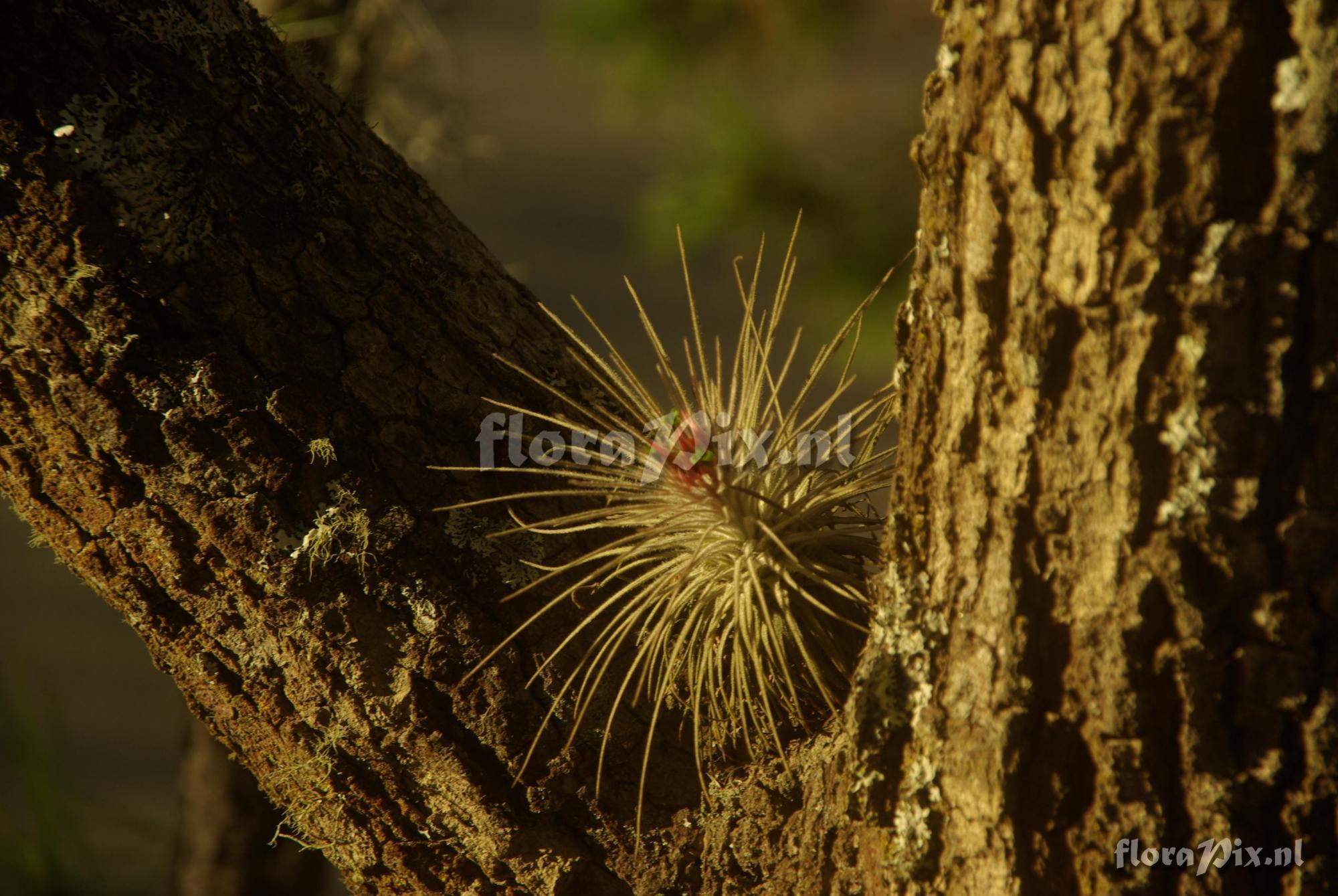 Tillandsia atroviridipetala var. longepedunculata