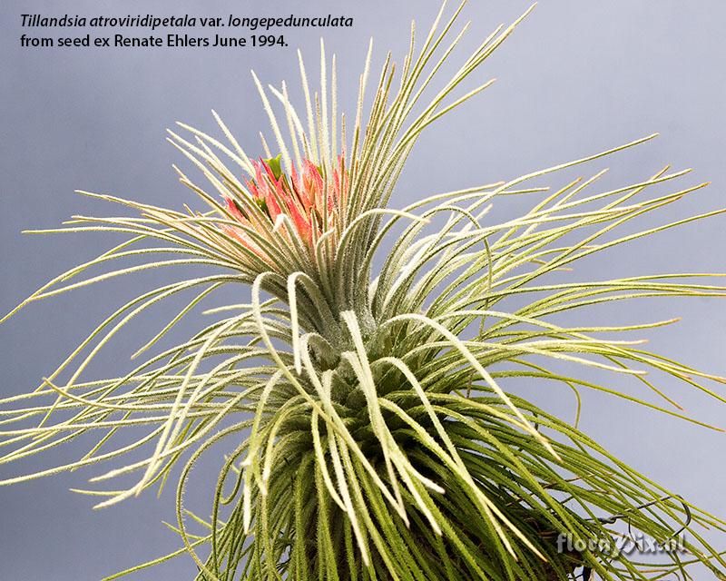 Tillandsia atroviridipetala var. longepedunculata