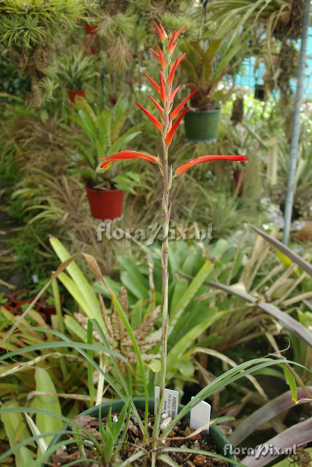 Pitcairnia species