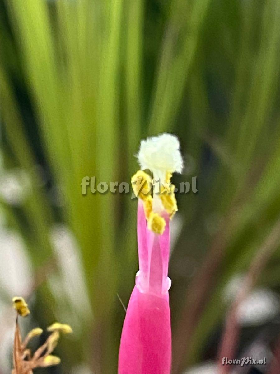 Tillandsia concolor