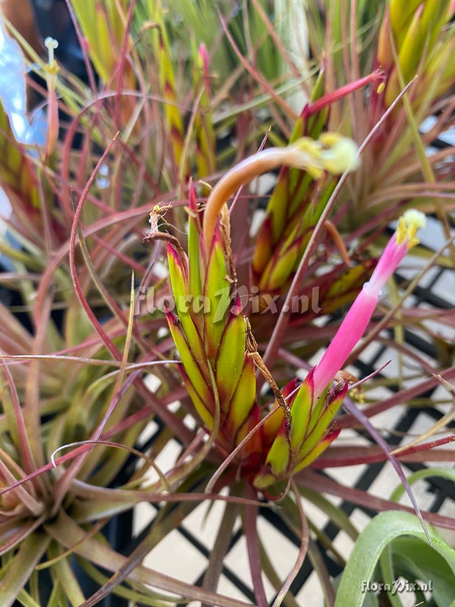 Tillandsia concolor