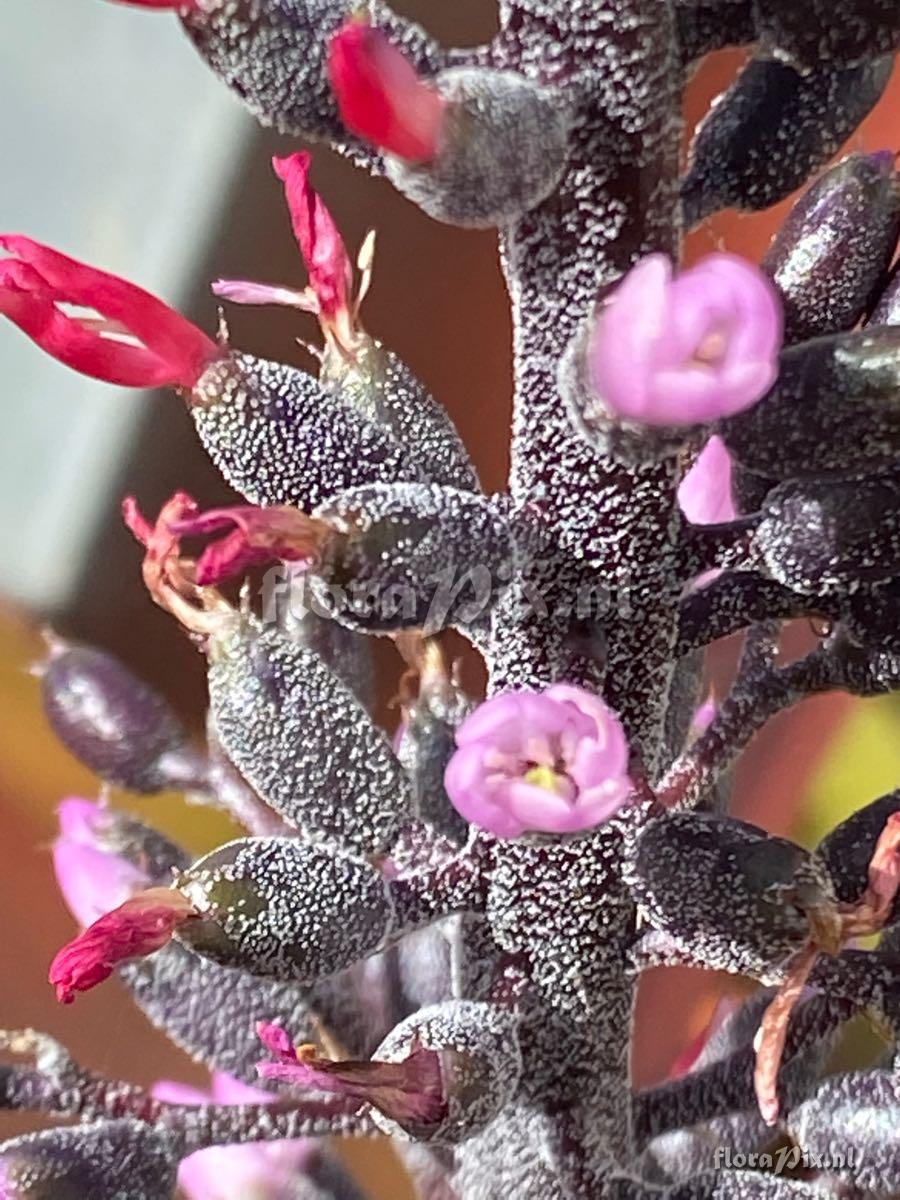 Aechmea lueddemanniana