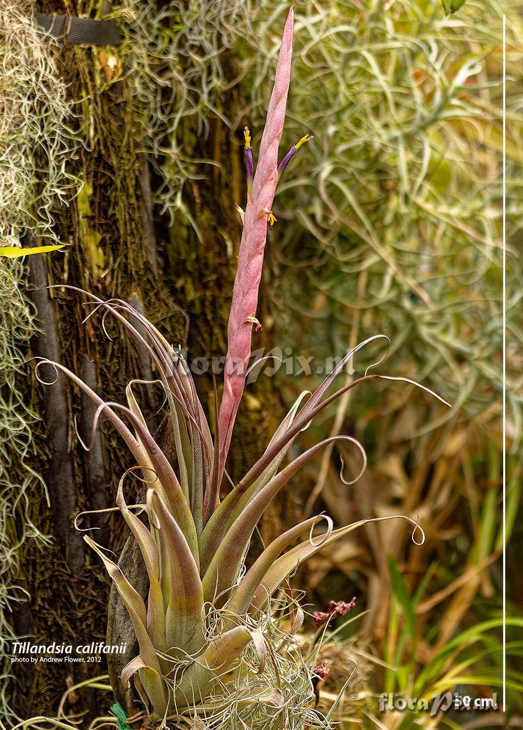 Tillandsia califanii