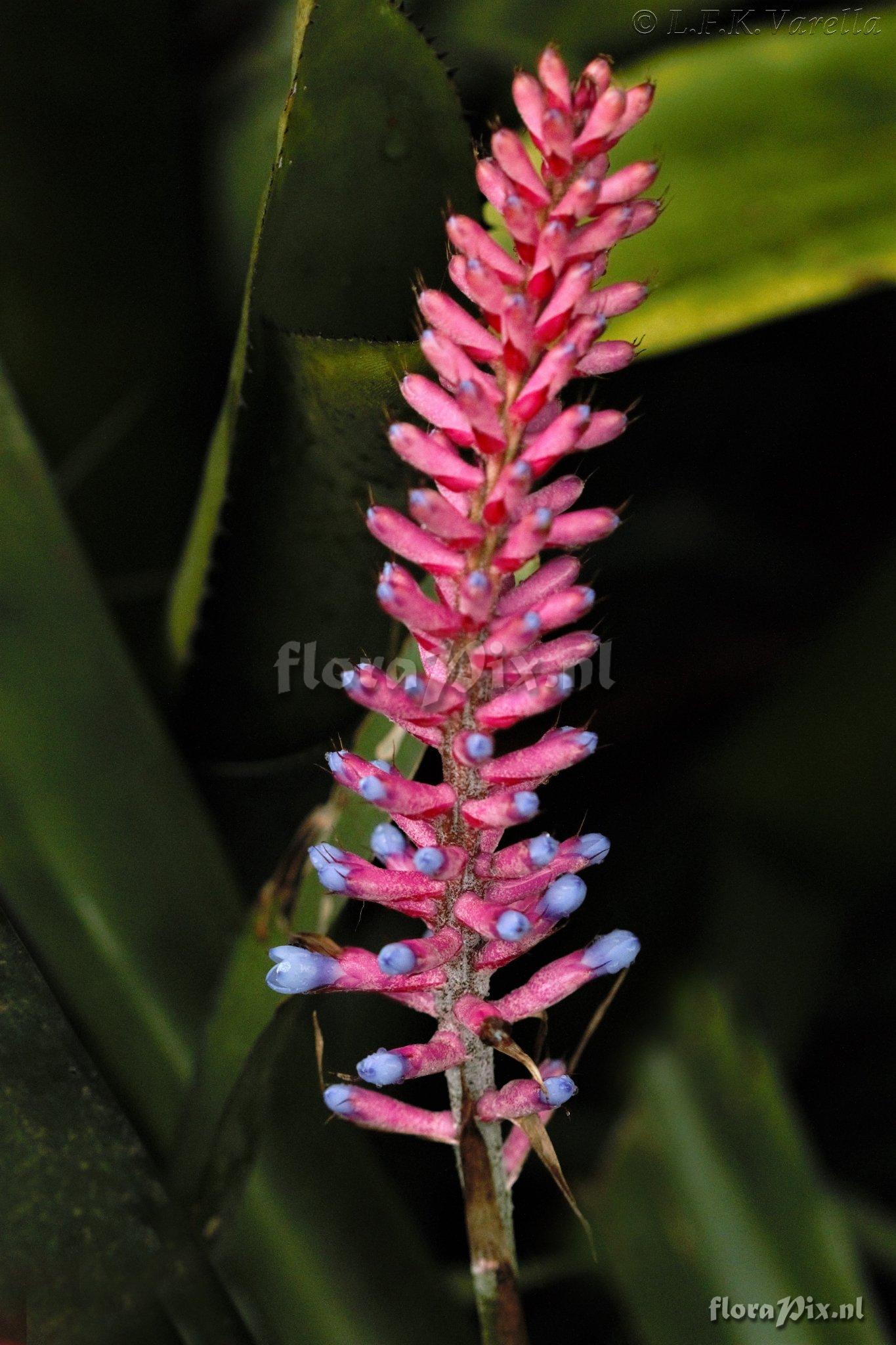 Aechmea gamosepala