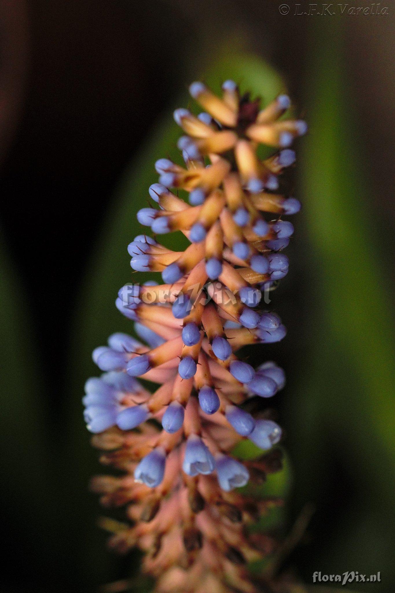 Aechmea gamosepala