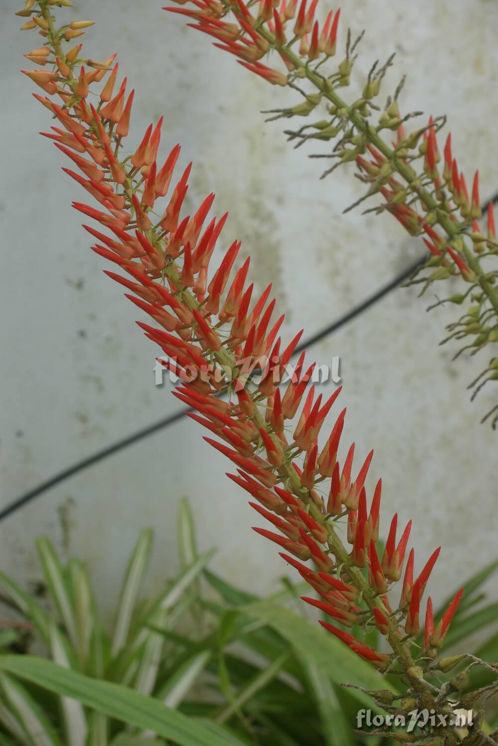 Pitcairnia sp. ex Eric