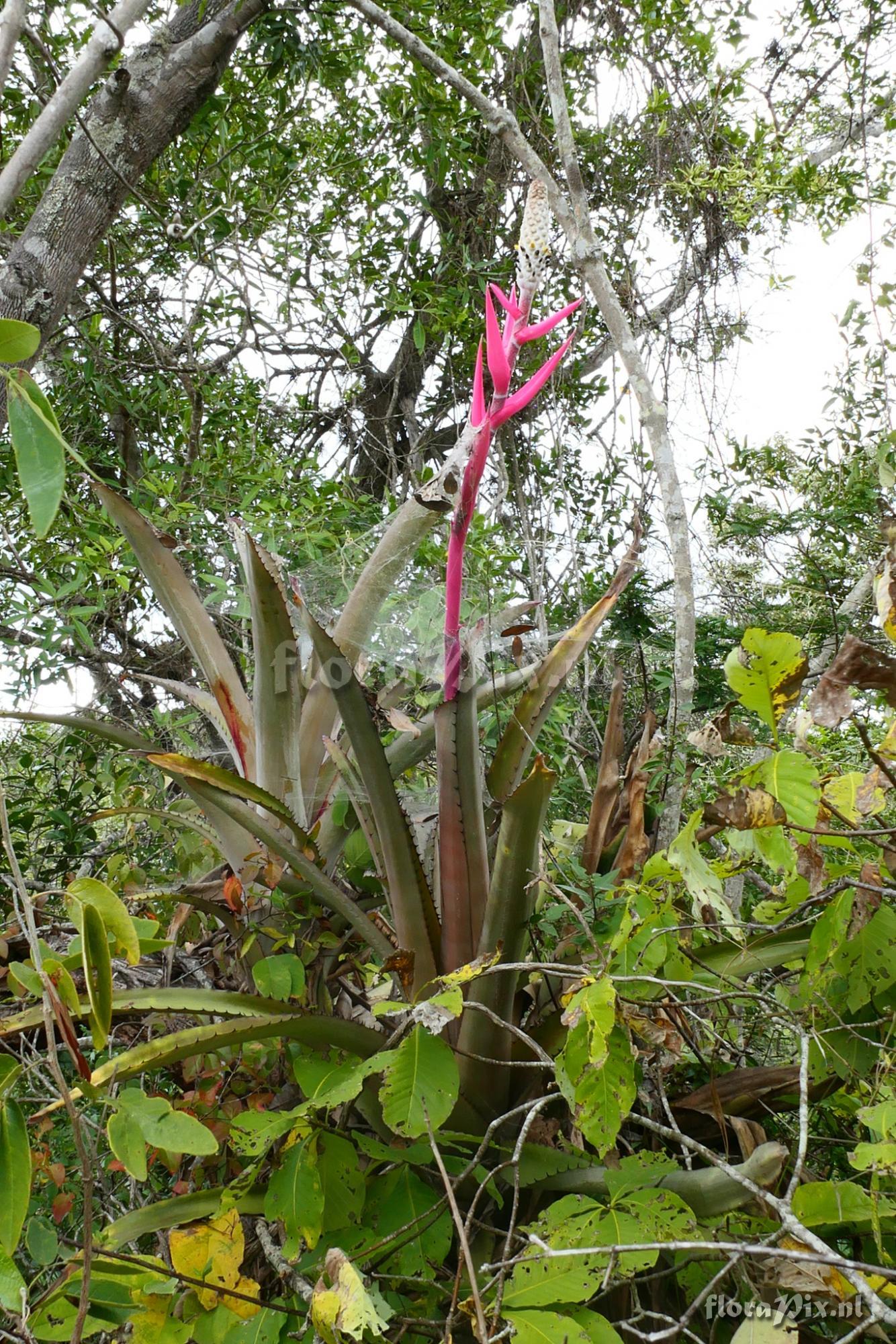 Aechmea bromeliifolia