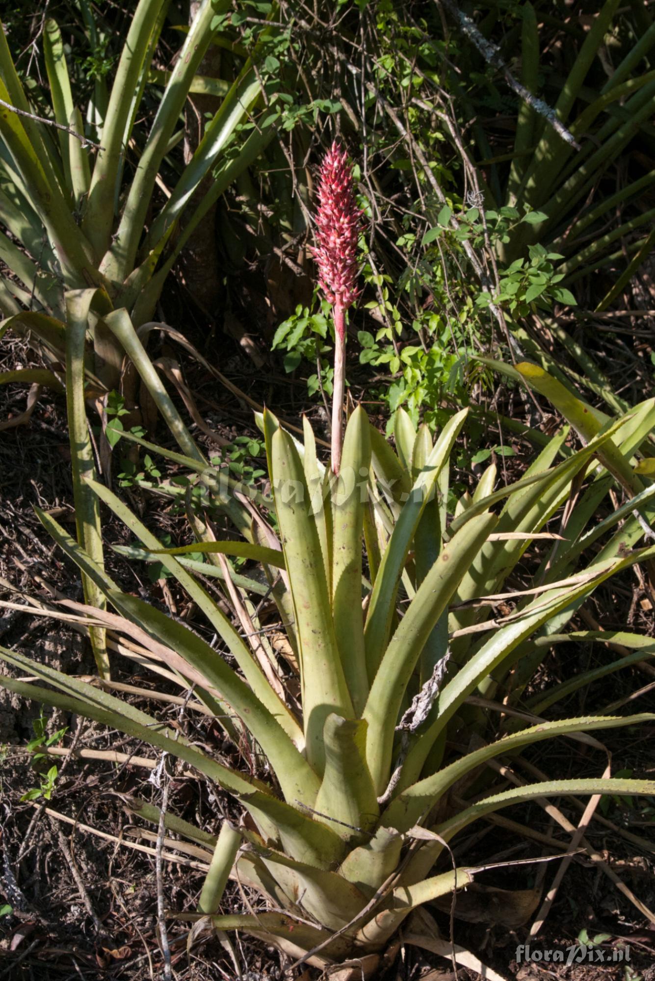 Aechmea distichantha