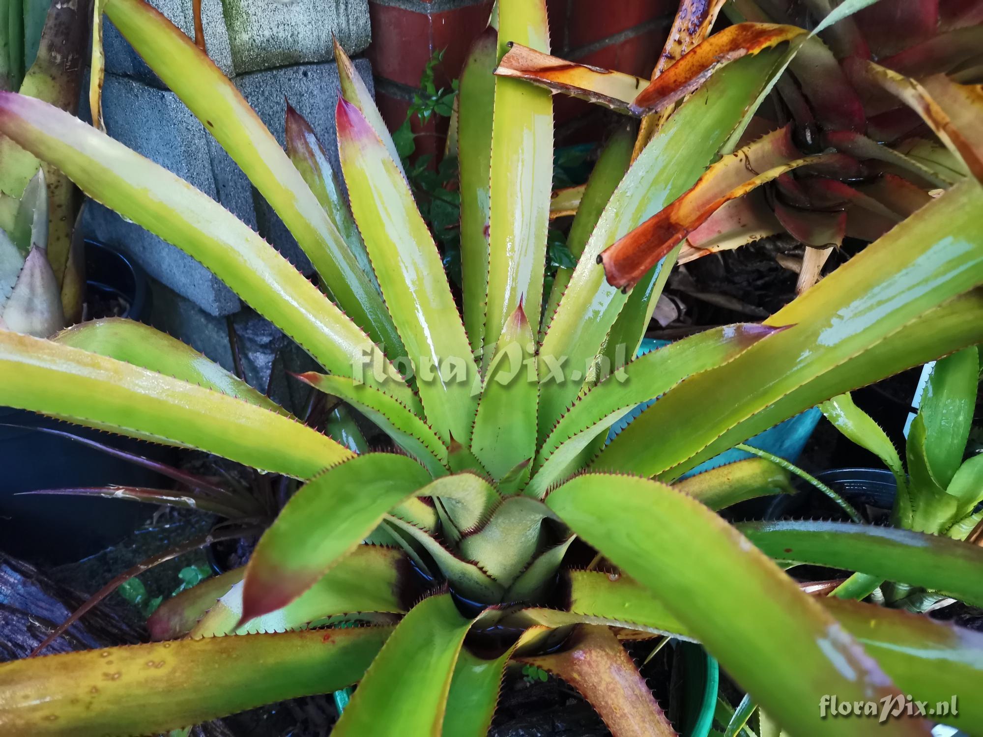 Aechmea vanhoutteana