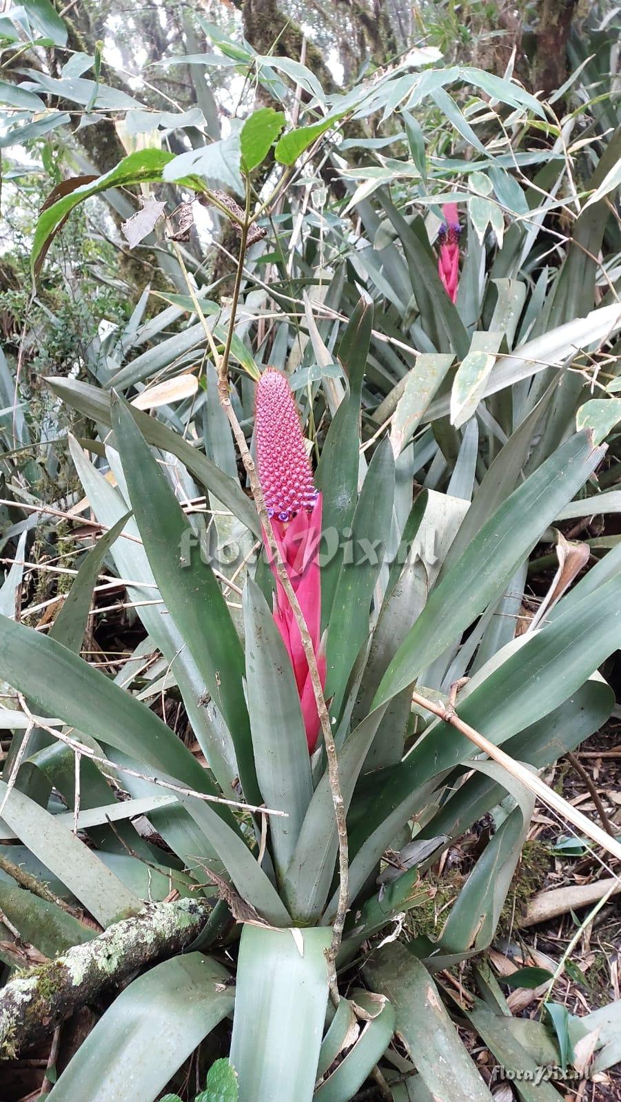 Aechmea rubroaristata