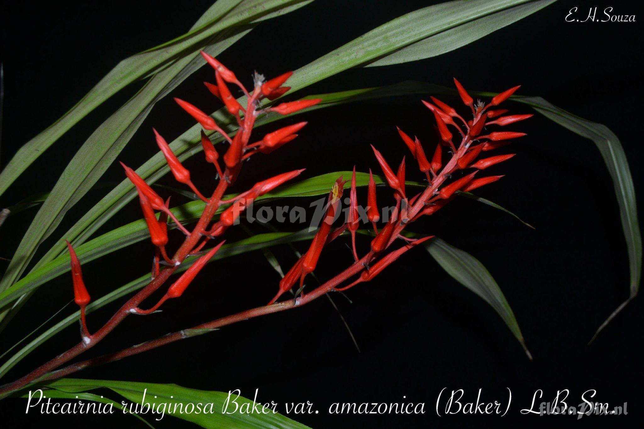 Pitcairnia rubiginosa var. amazonica