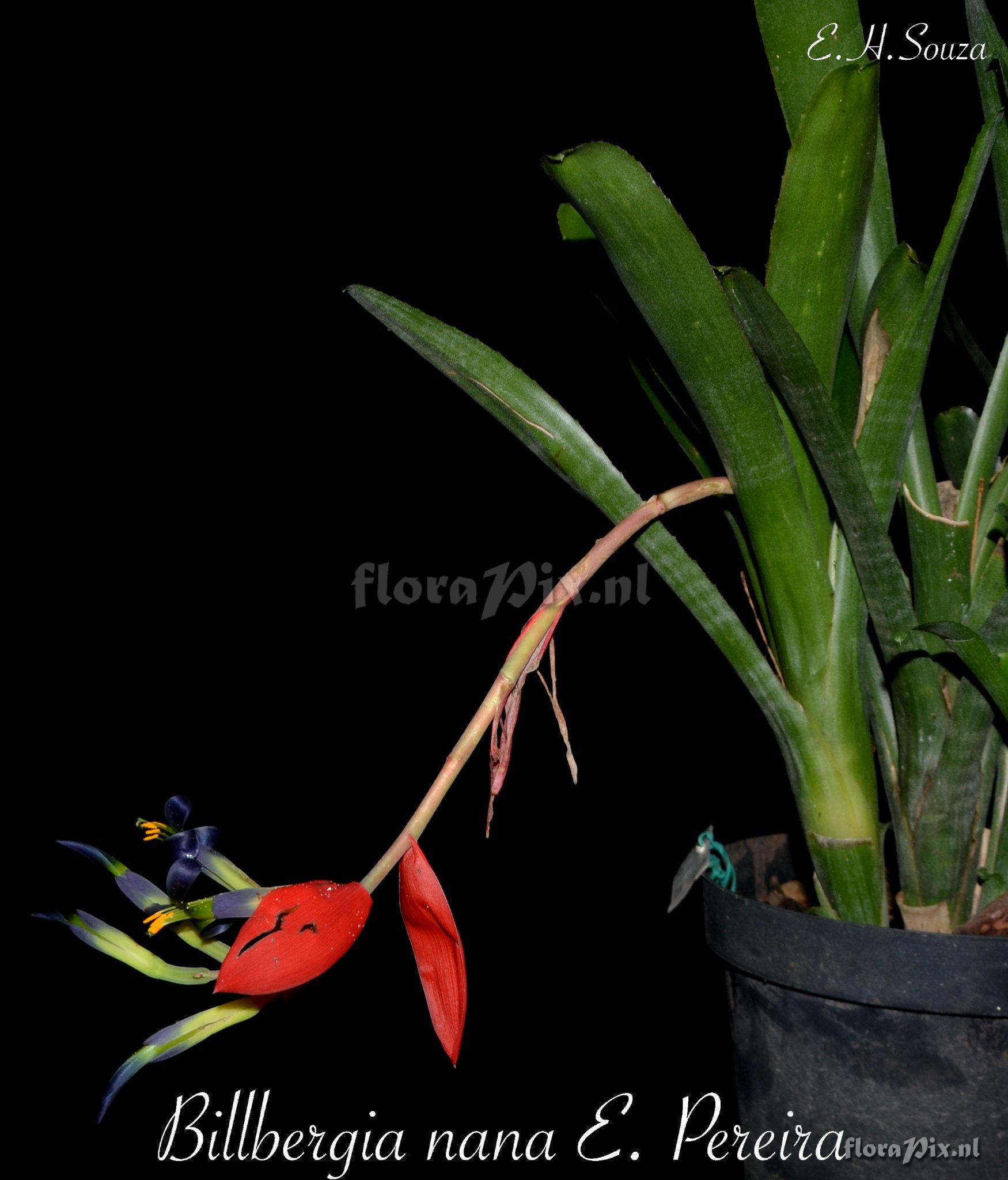 Billbergia nana