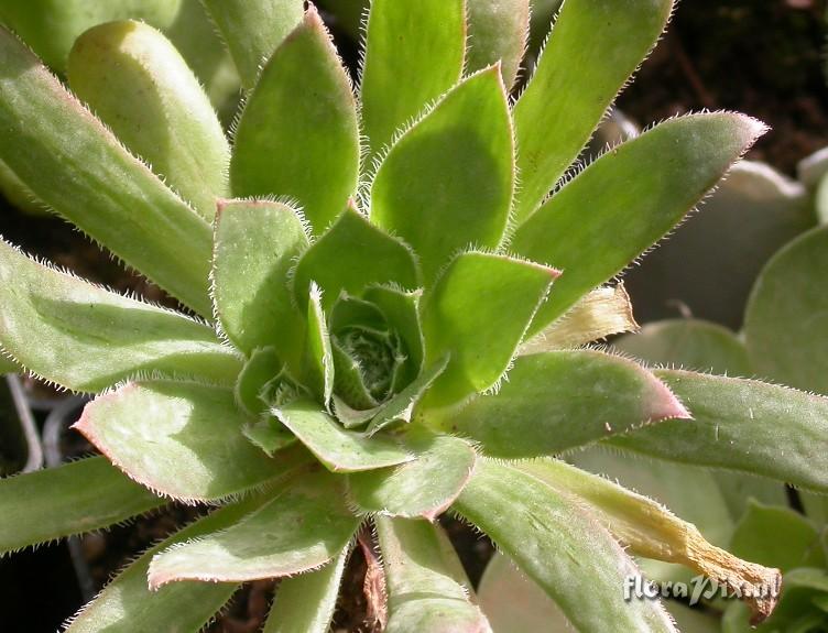 Aeonium simsii